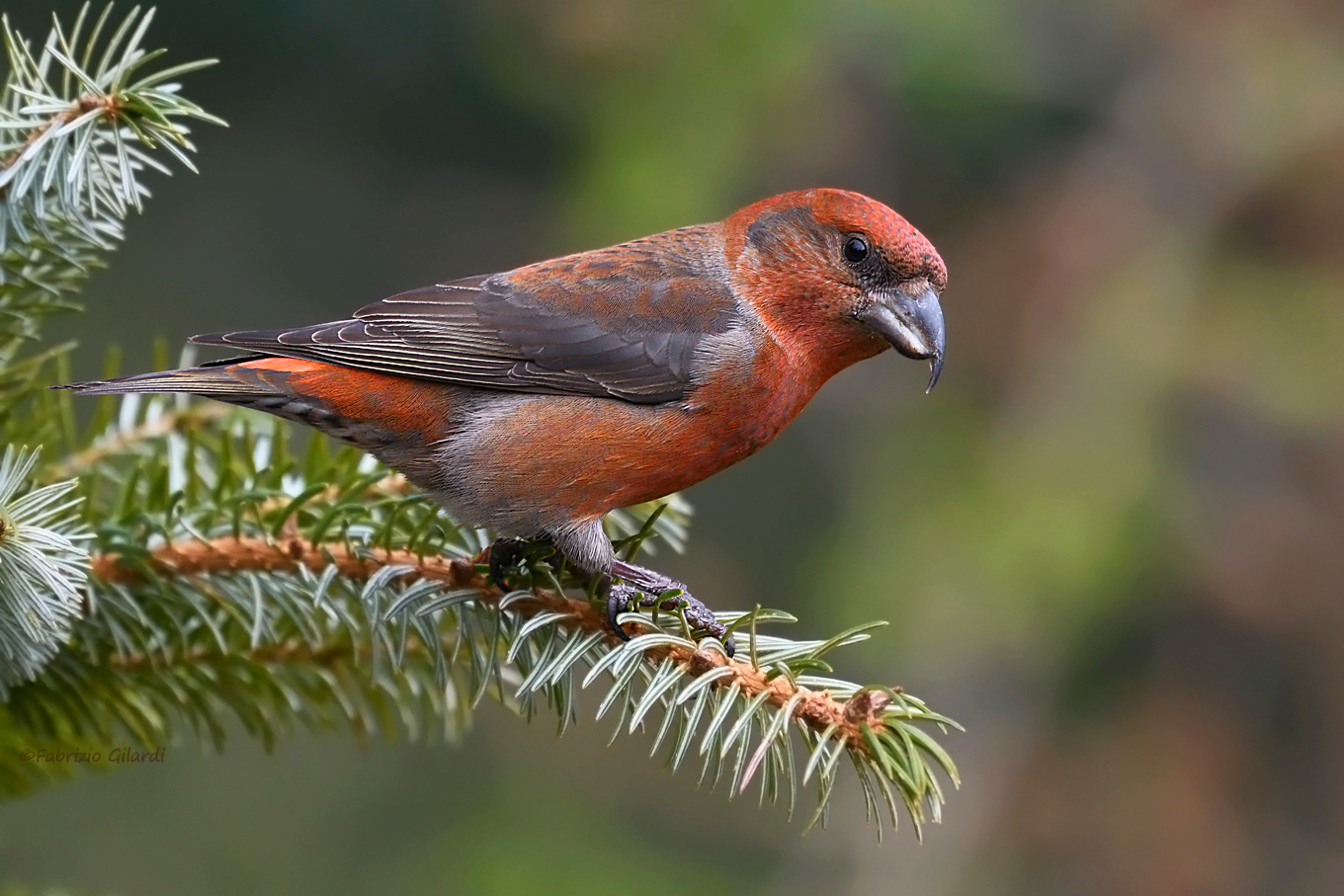 Cruises (Loxia curvirostra)