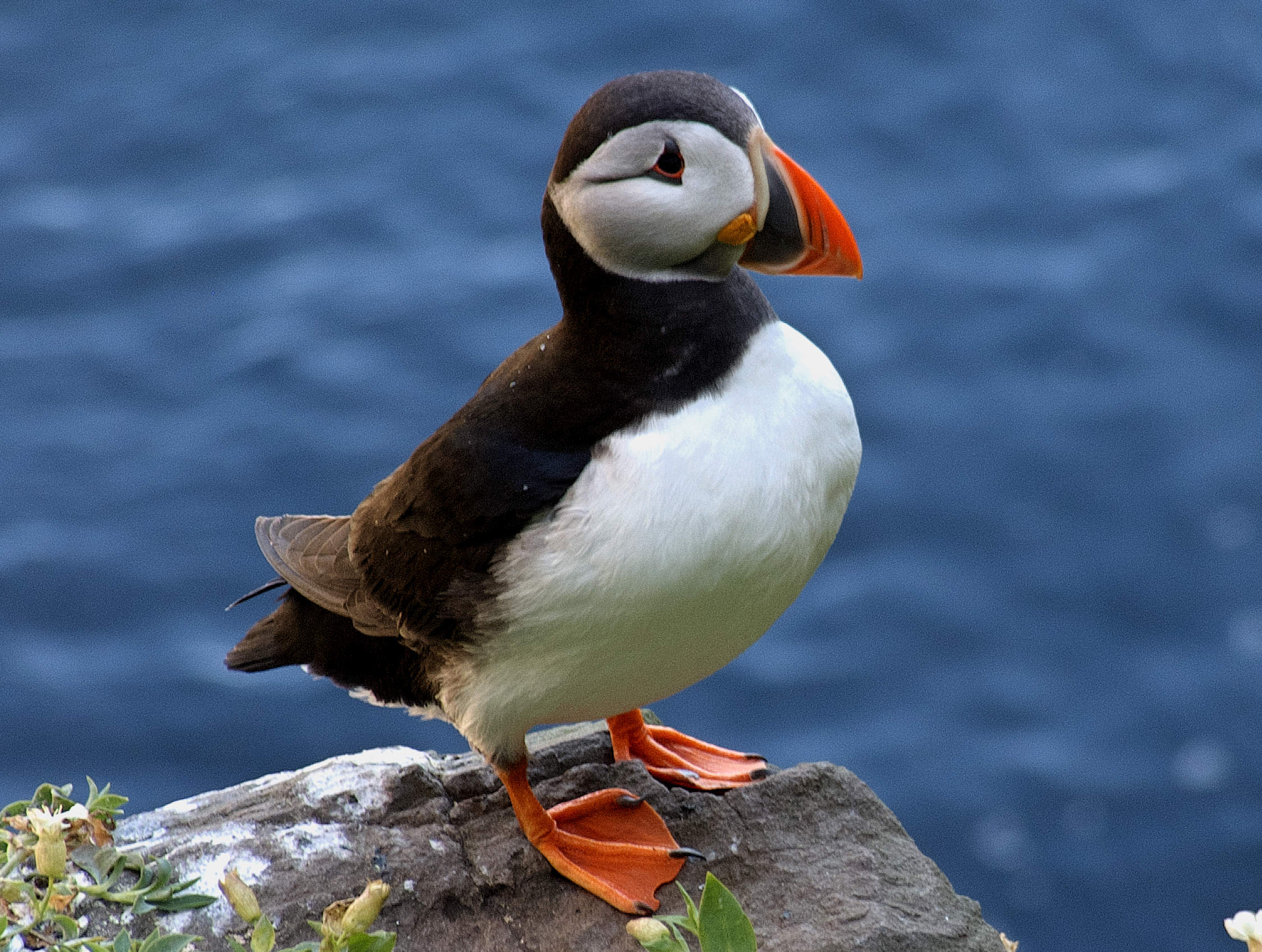 Puffin