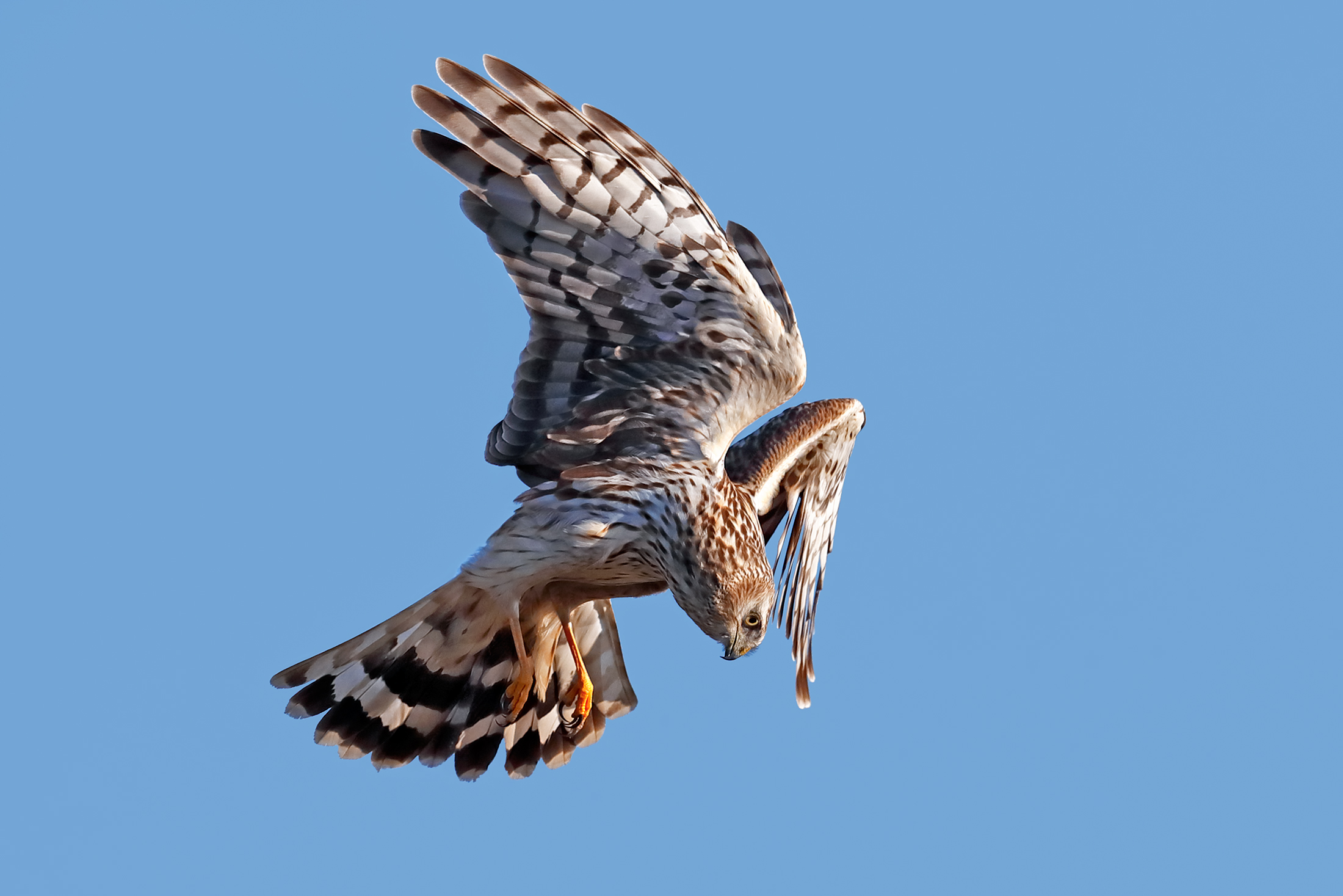 Una posa plastica - Albanella reale a caccia