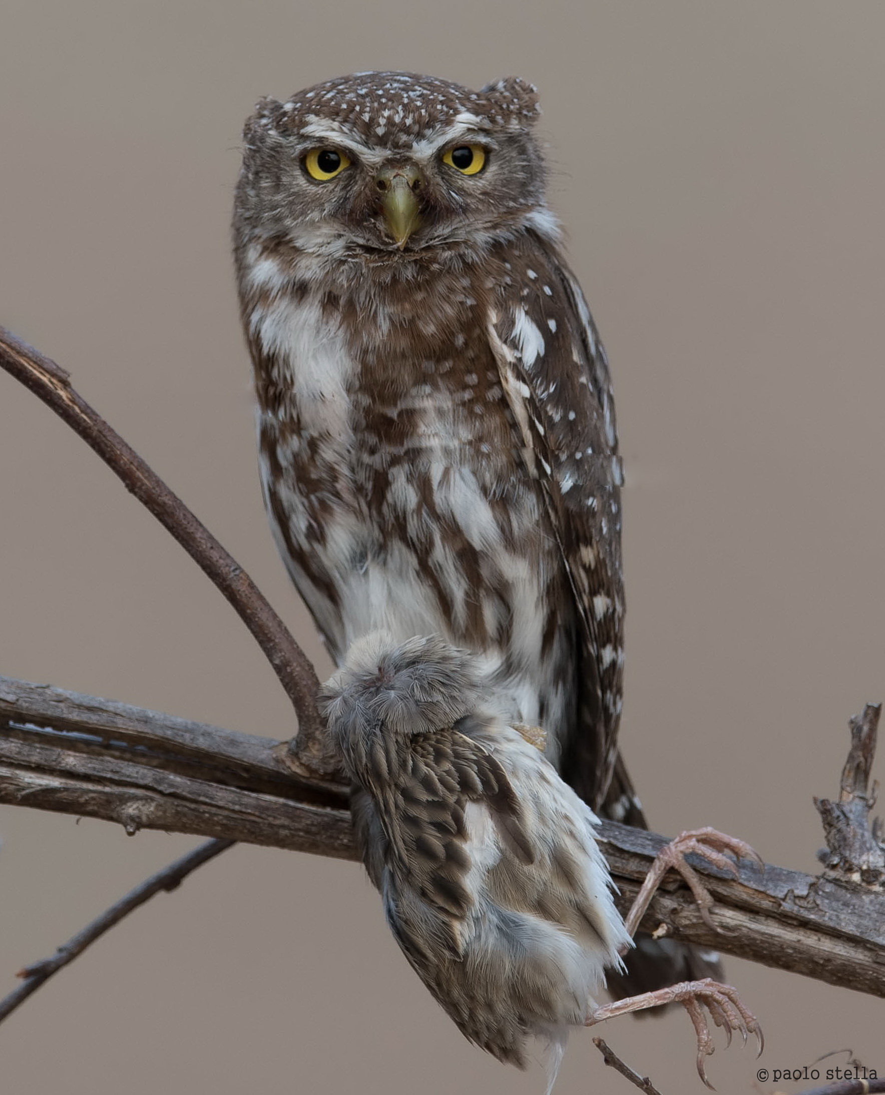 the little owl and the sparrow