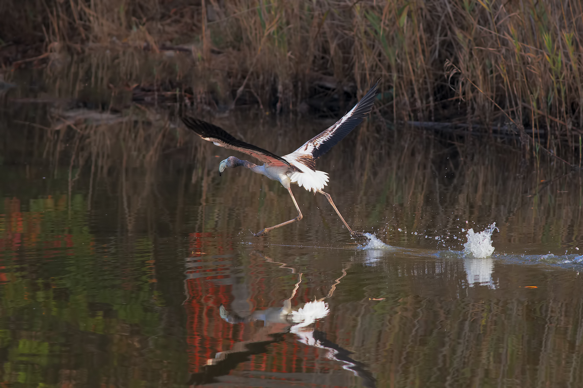 Mum that Fear !!!!!!!!!