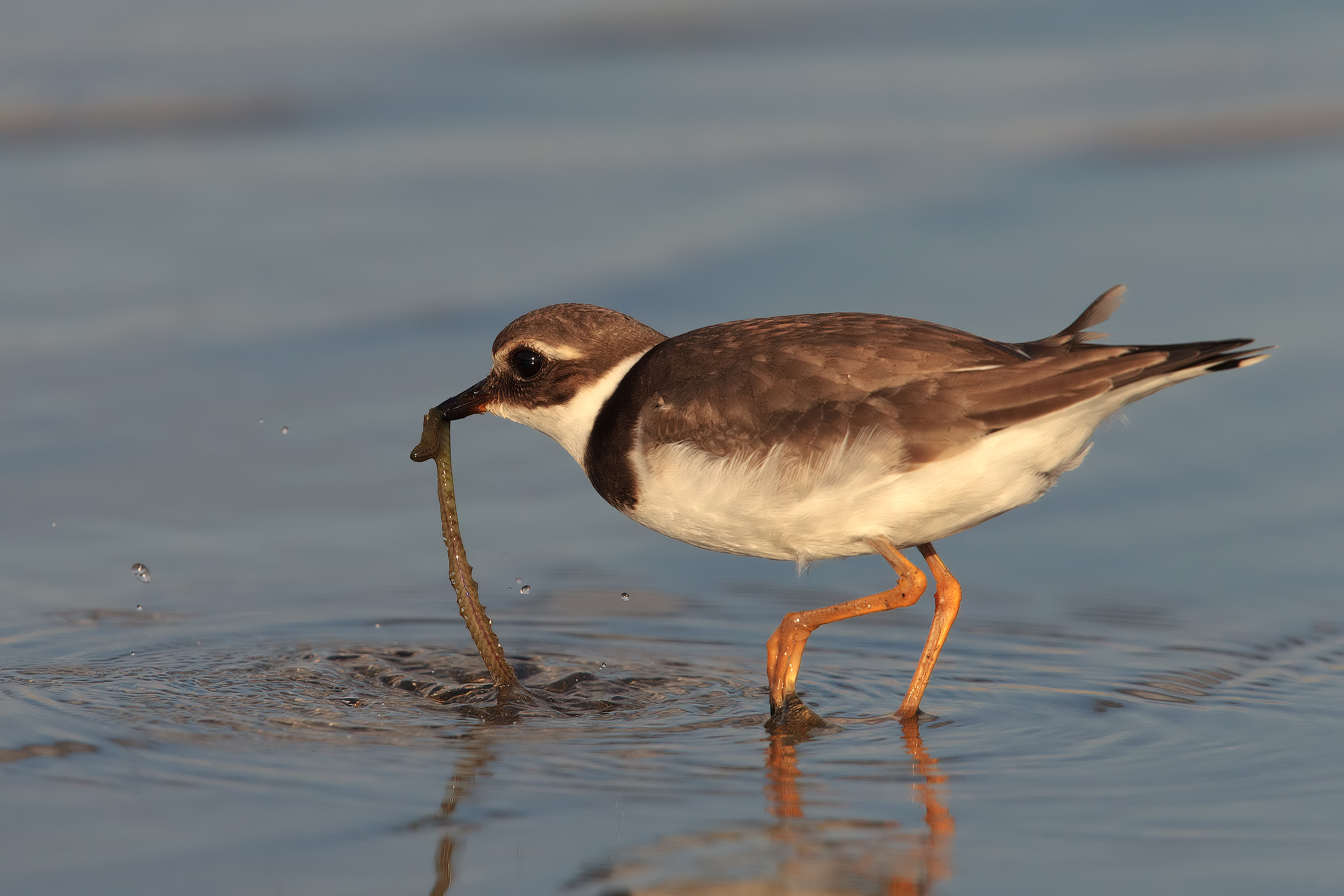 sciacquatina before the meal