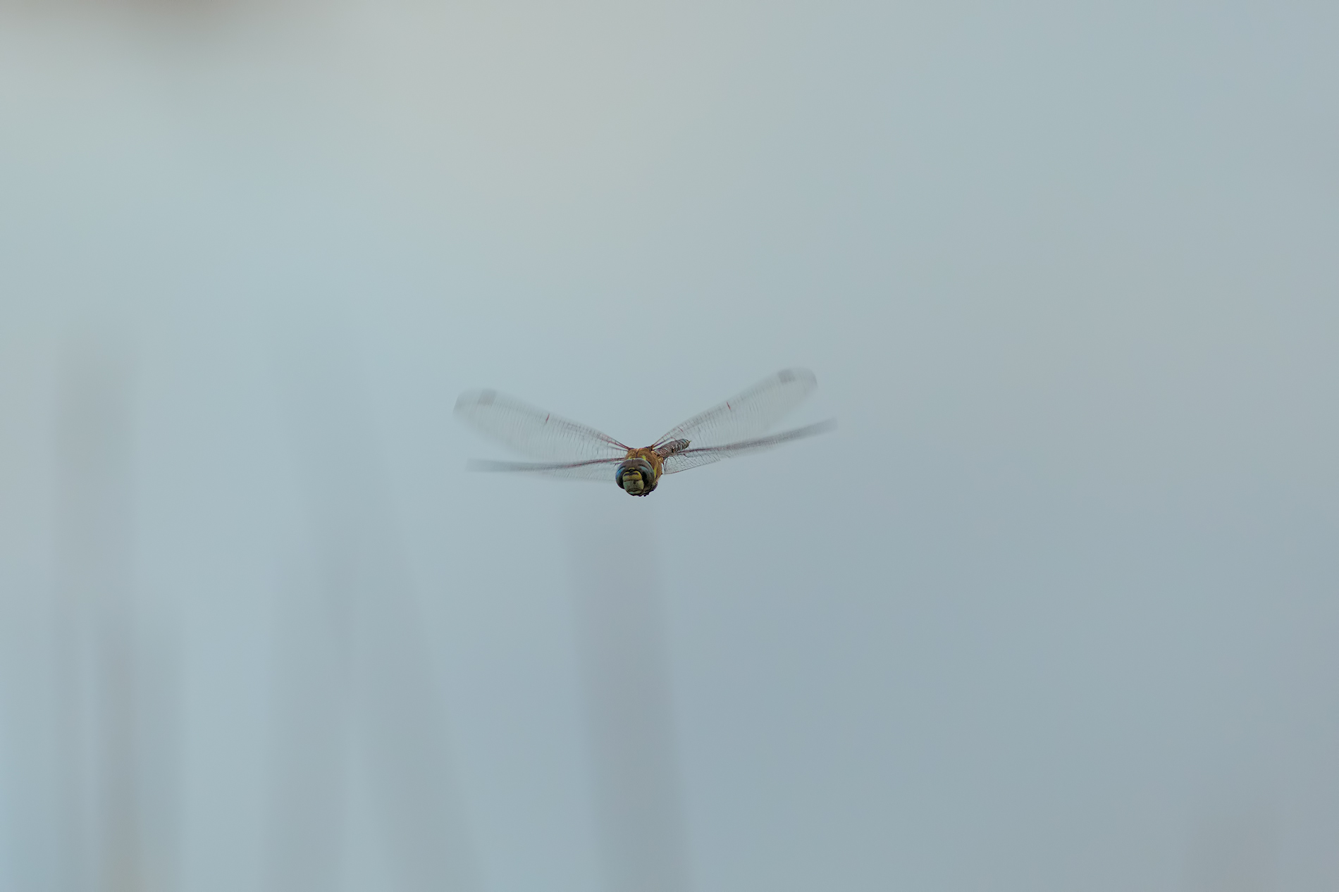 Libellula (Novembrina)