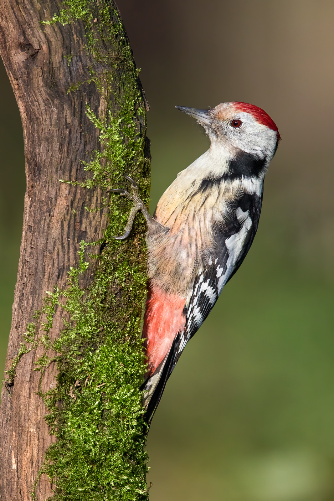 Middle spotted woodpecker