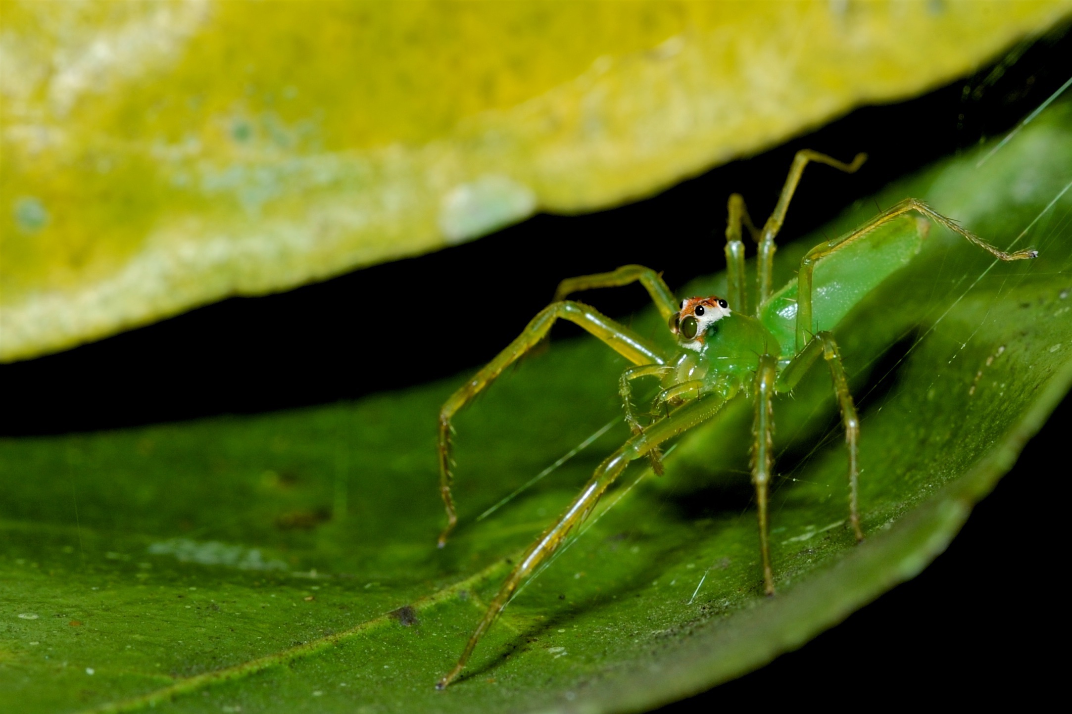 Green spider, Costa Rica
