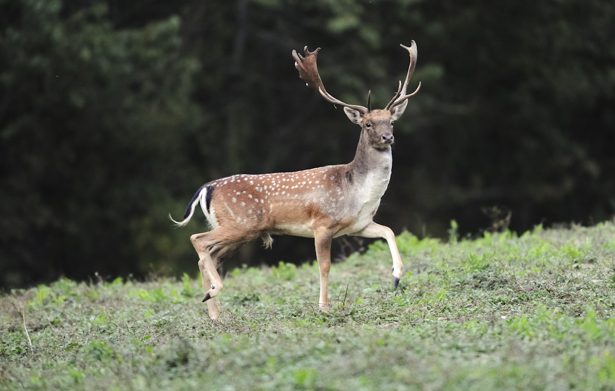 i am  the king...    you?