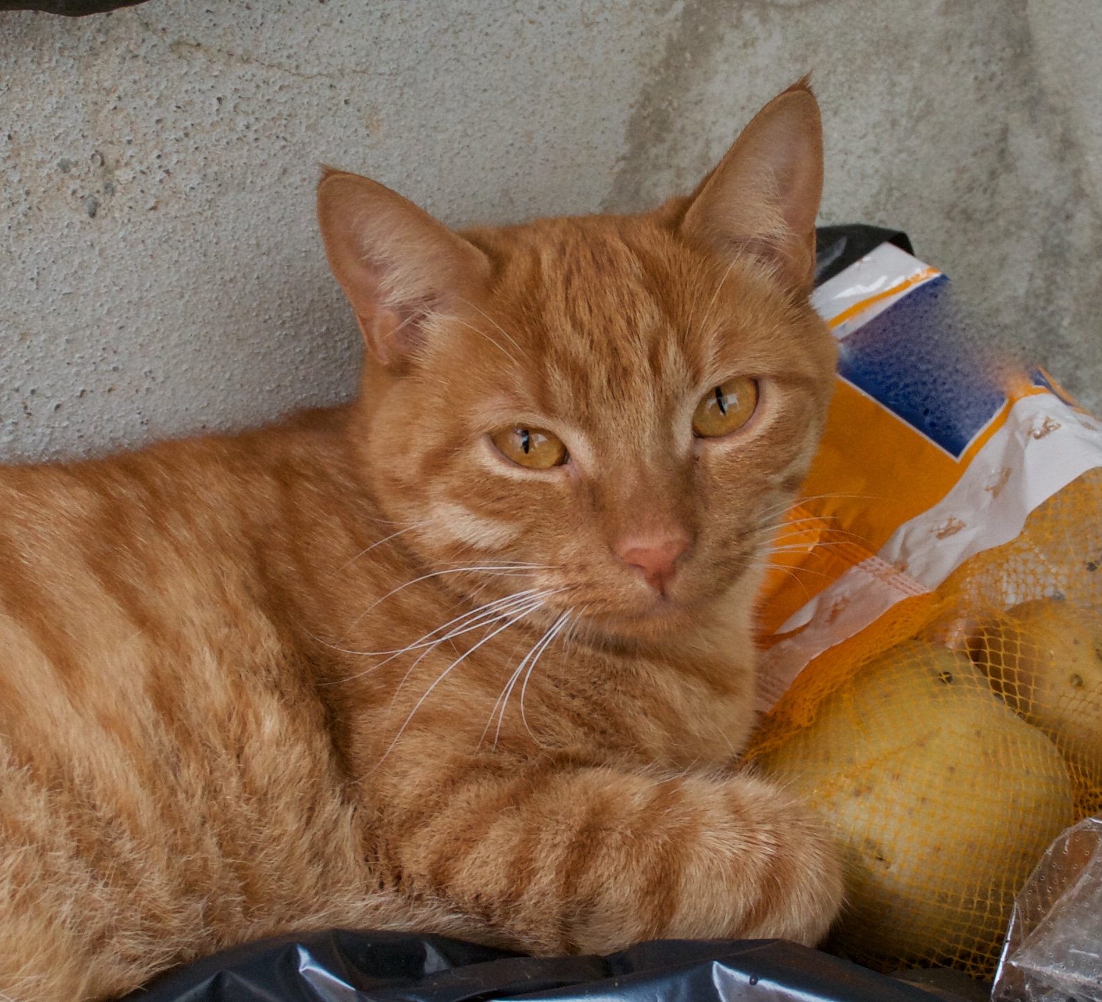 canon 350 my first reflex 12 years old