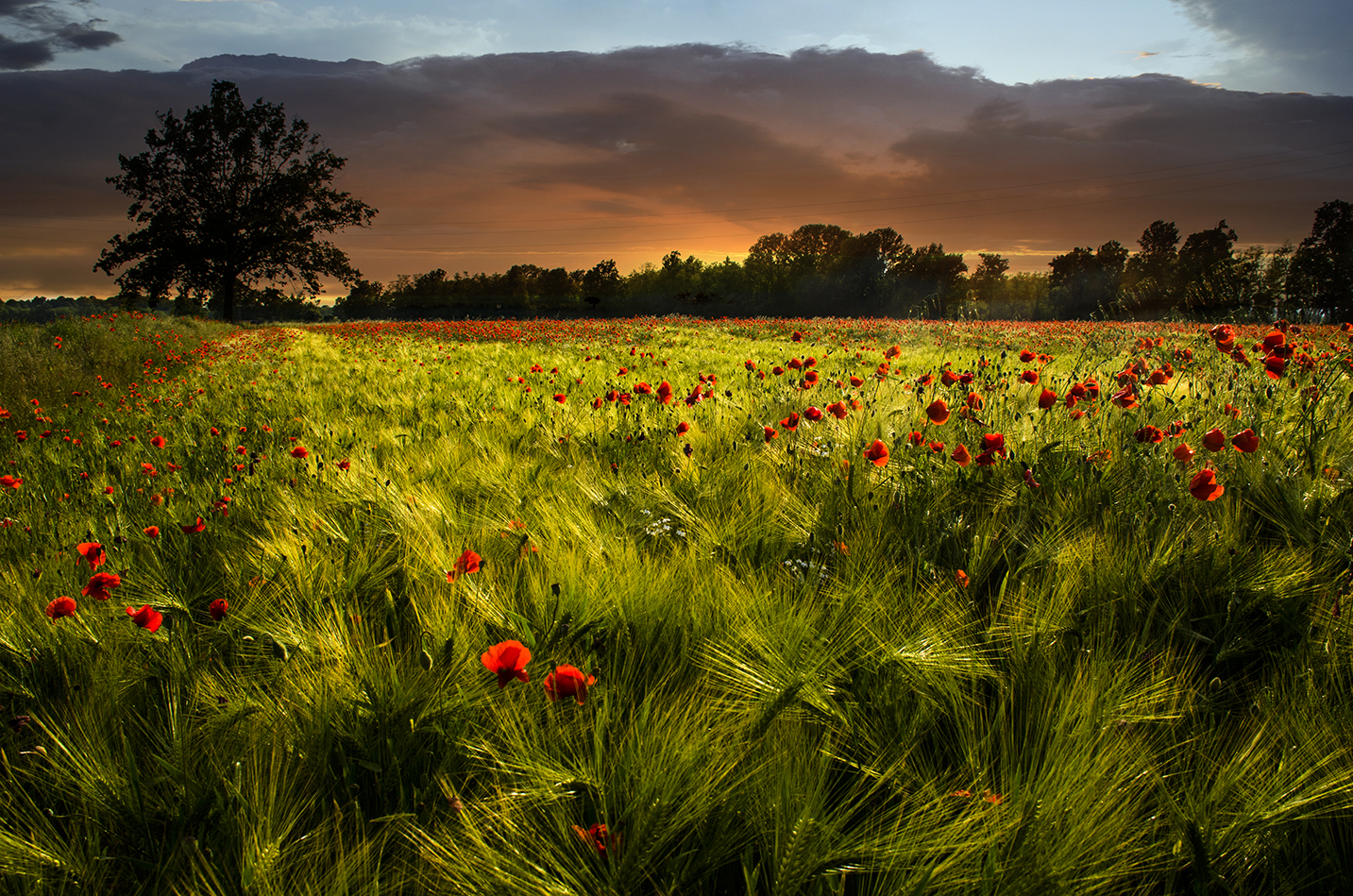Papaveri al tramonto 4