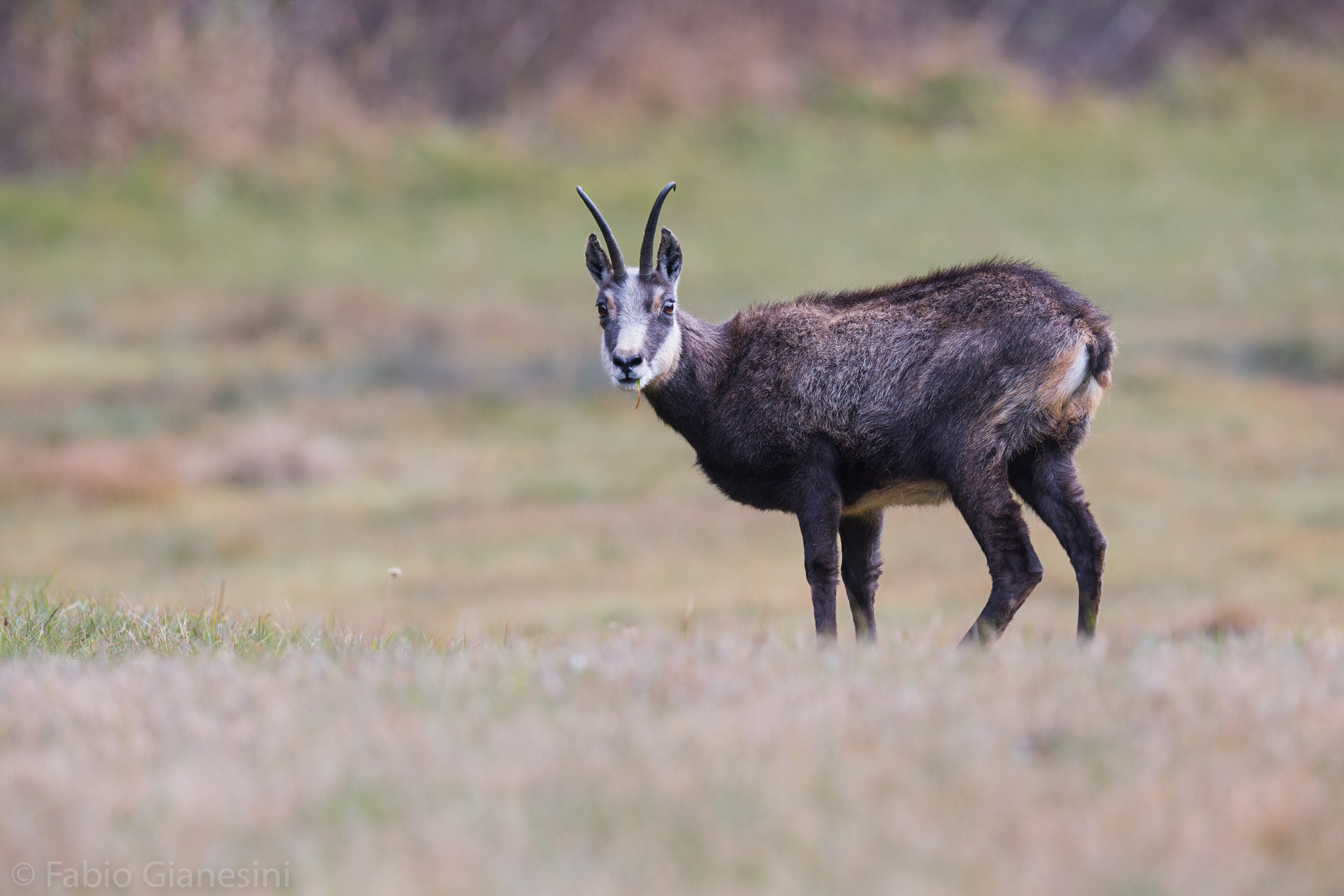 Chamois