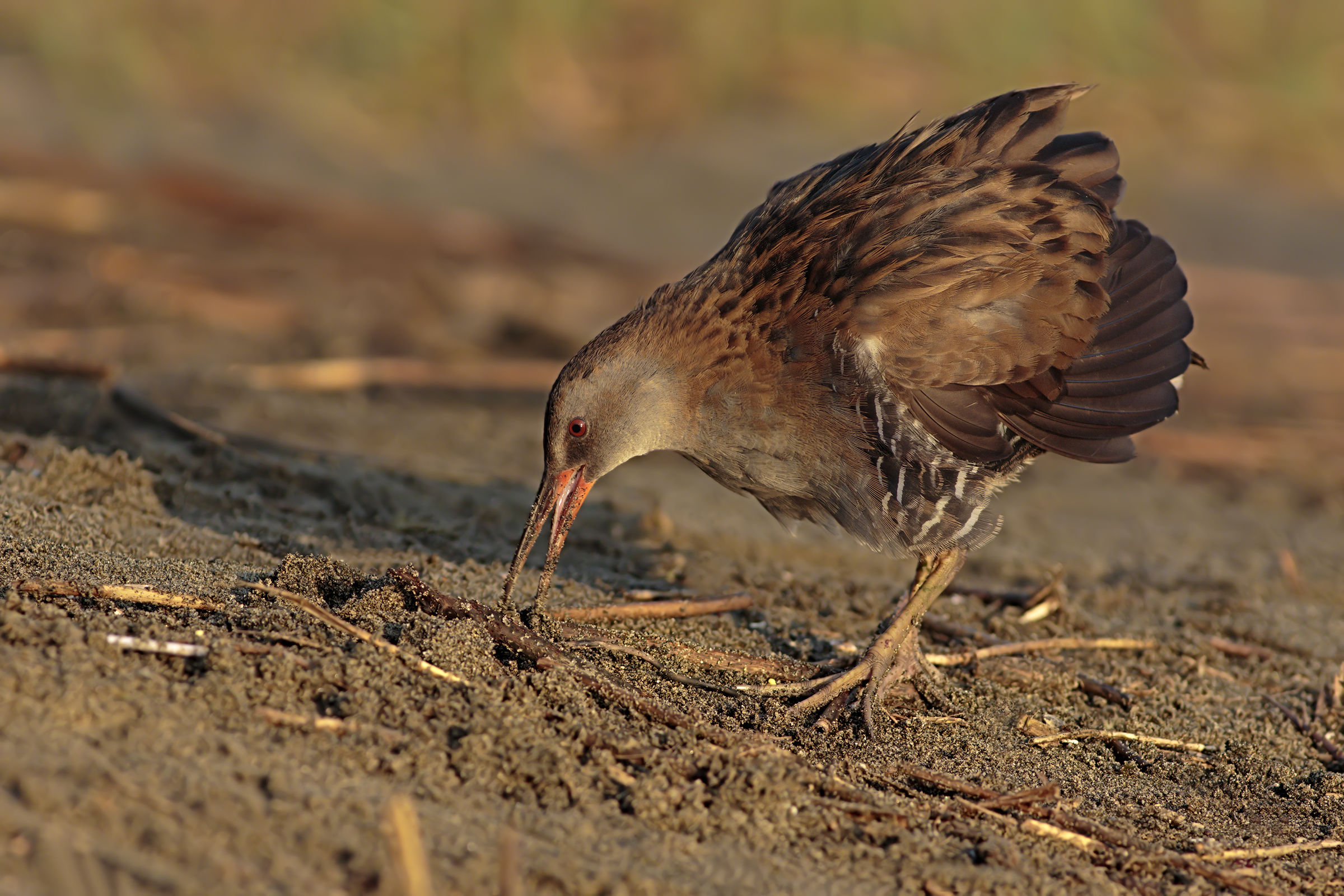 Water Rail