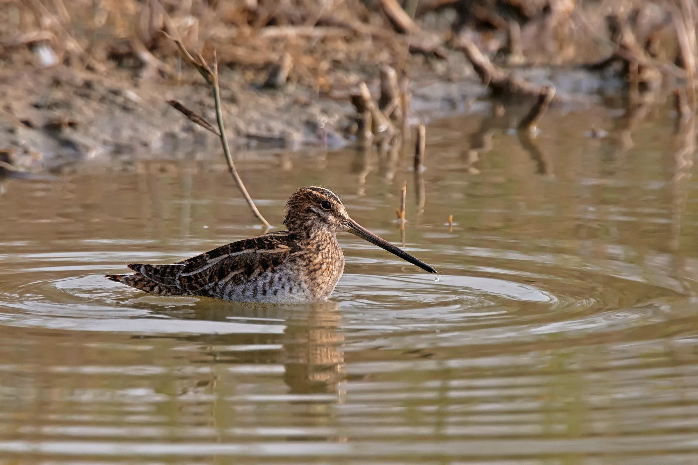 Il bagnetto del Beccaccino