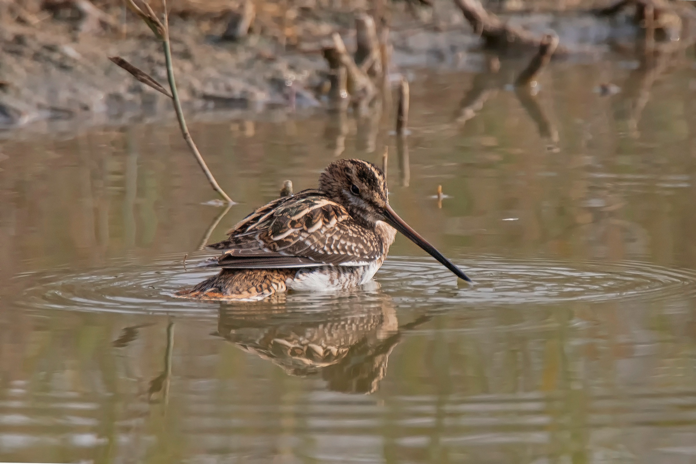 Beccaccino allo sguazzo