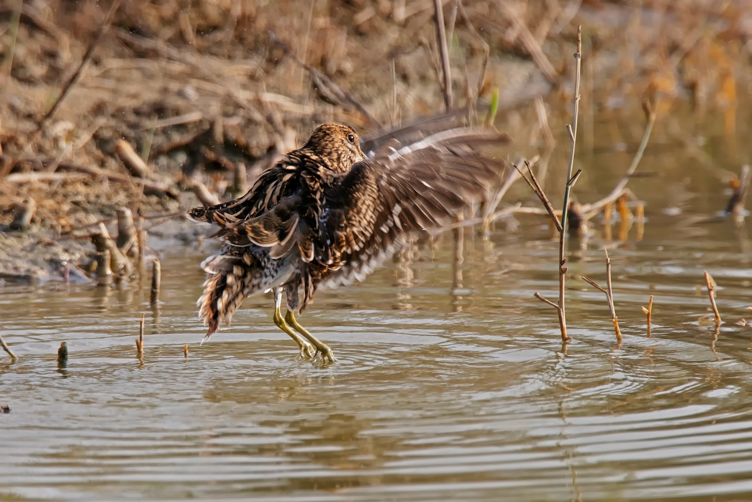 Il decollo del Beccaccino