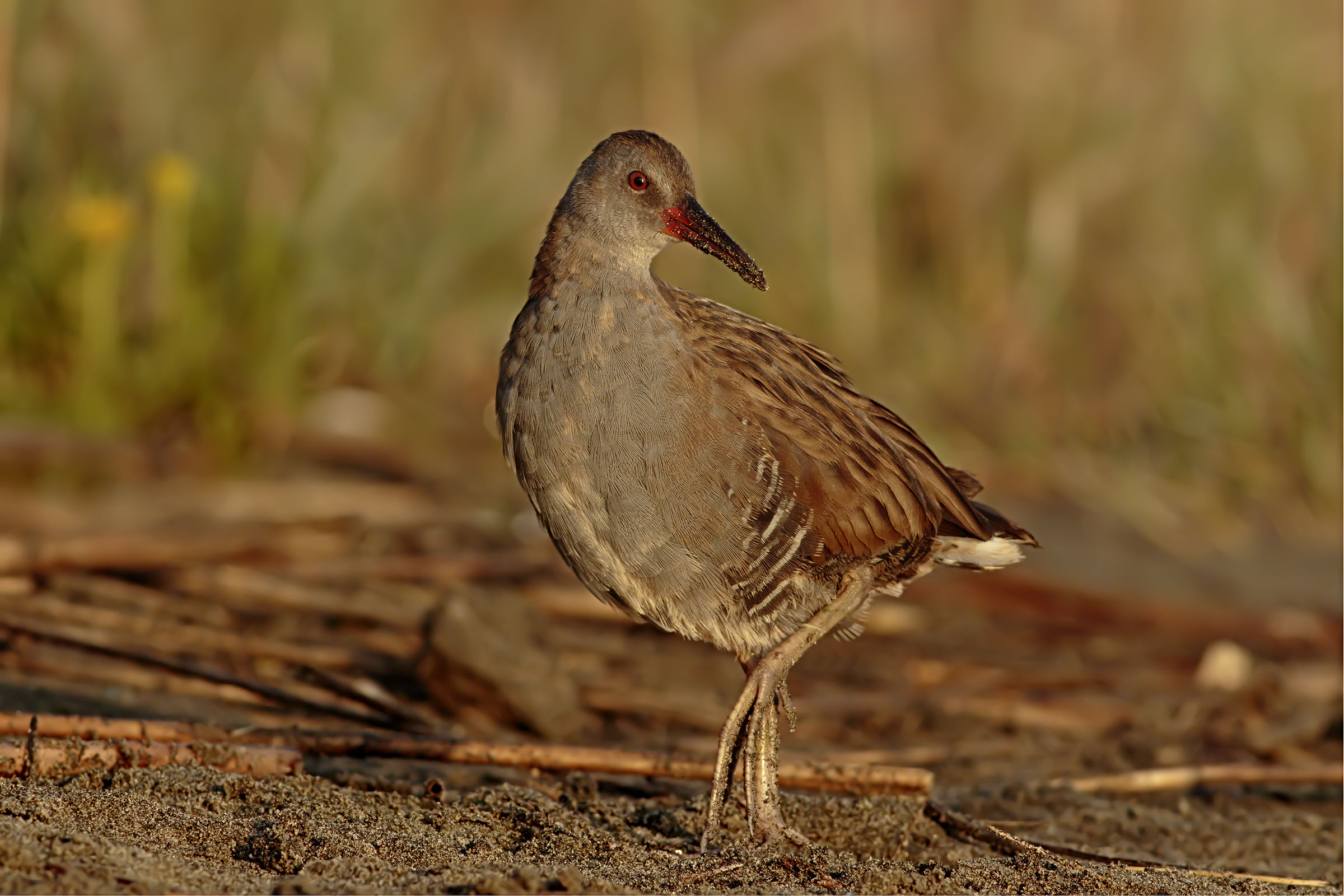 Sua maestà il Porciglione