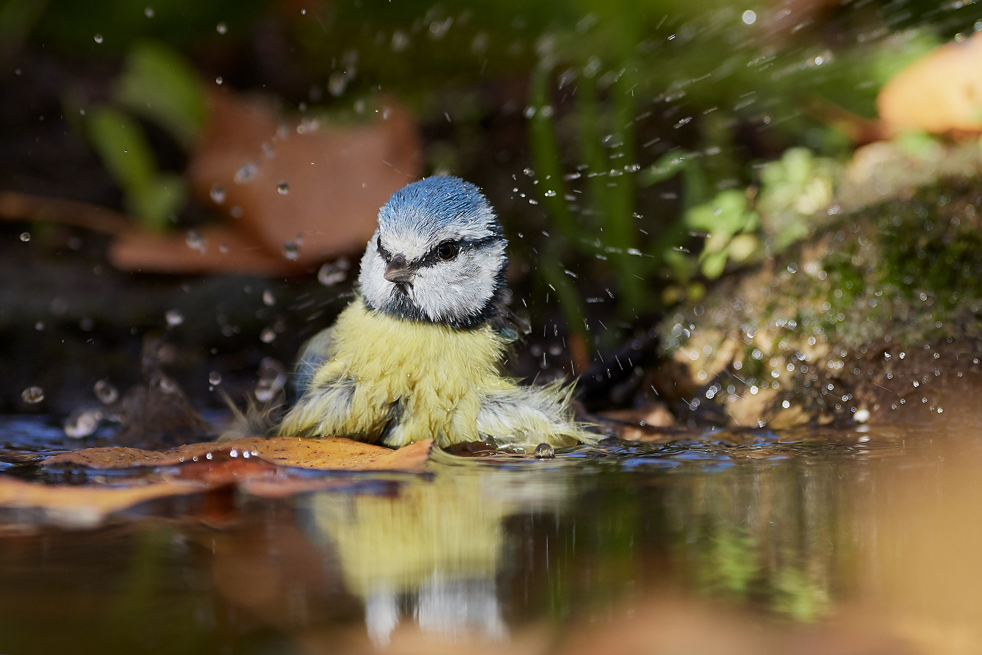The cinnamon bath