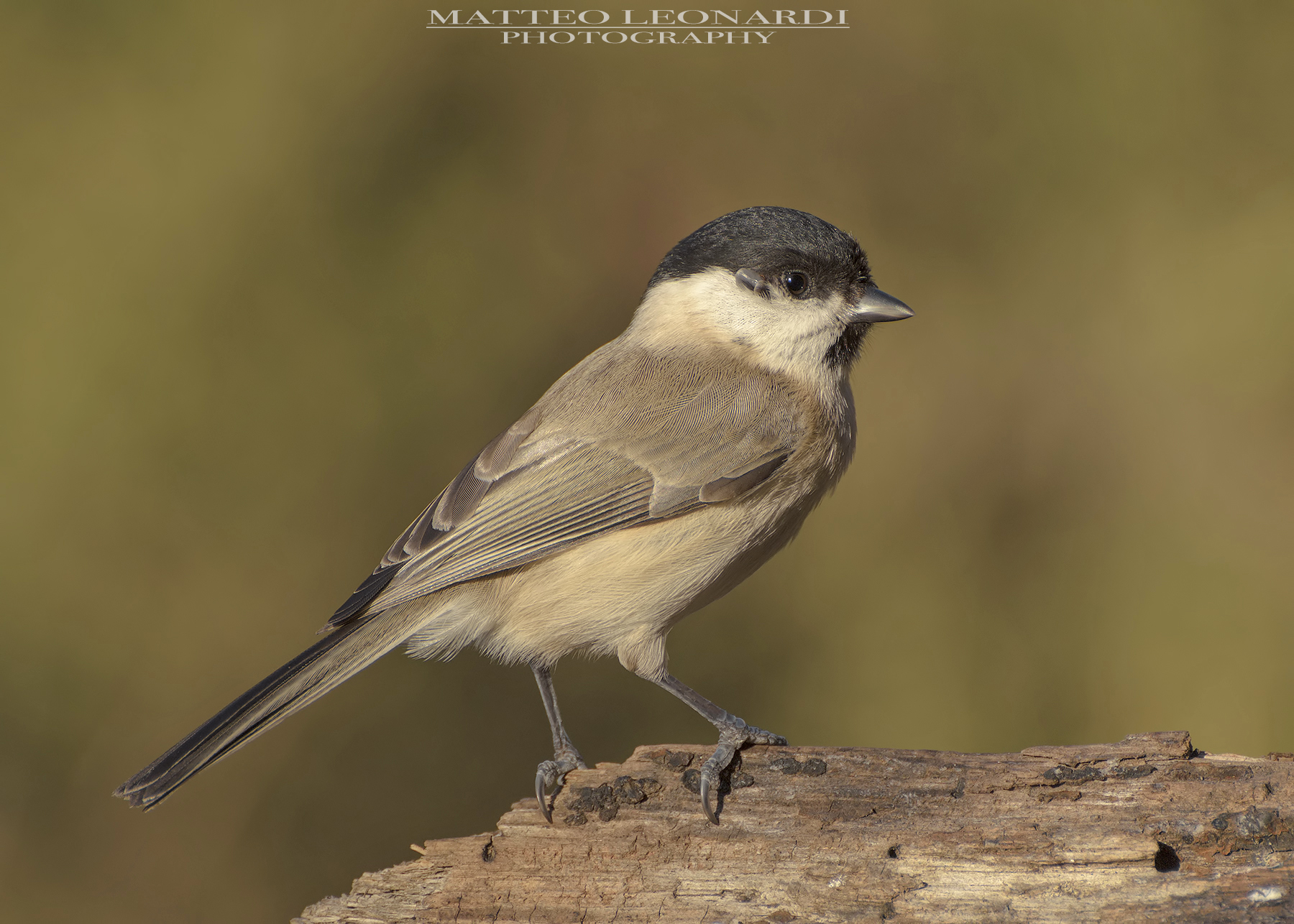 Cincia Bigia with mint - Apuane Alps