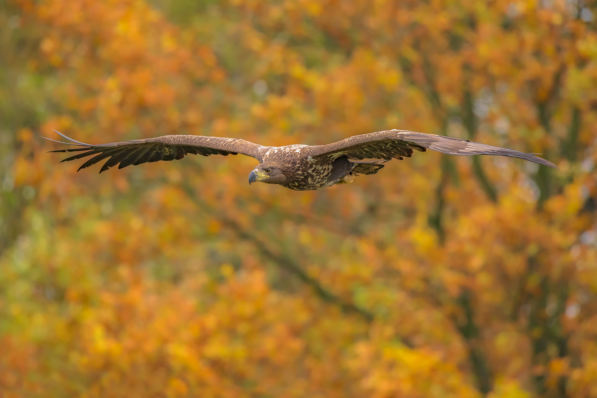 The warm autumn colors - White sea tail eagle