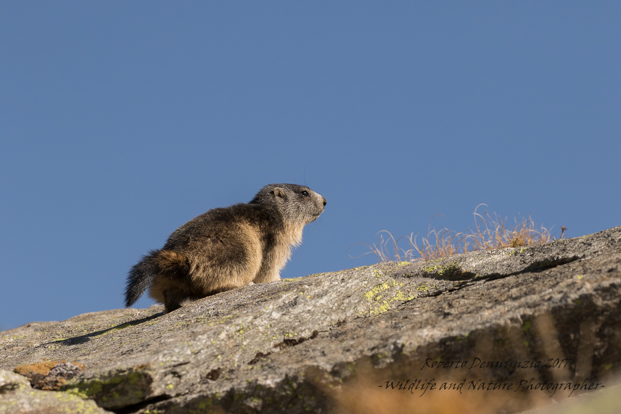 marmot