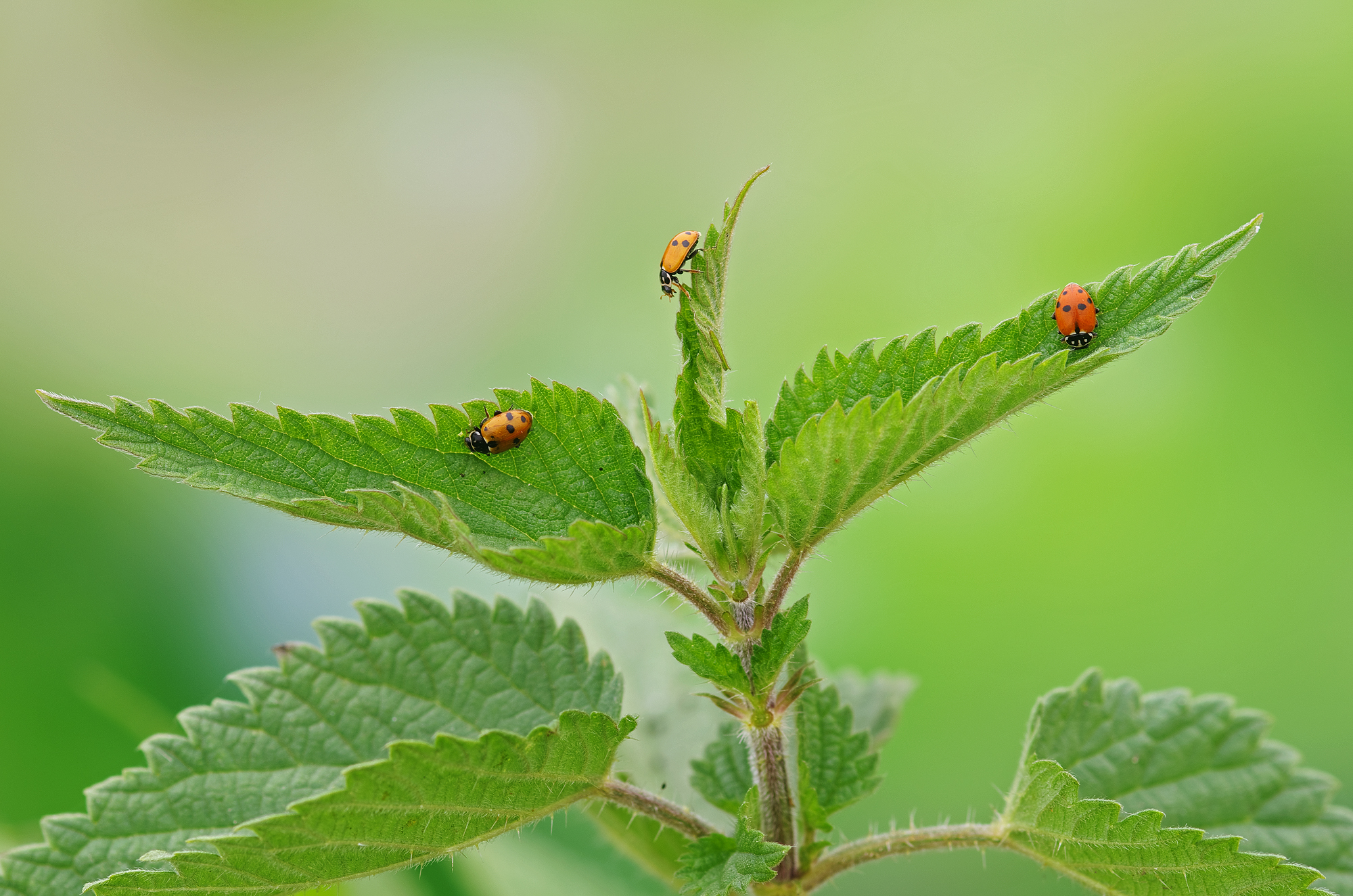 La conquista dell'ortica