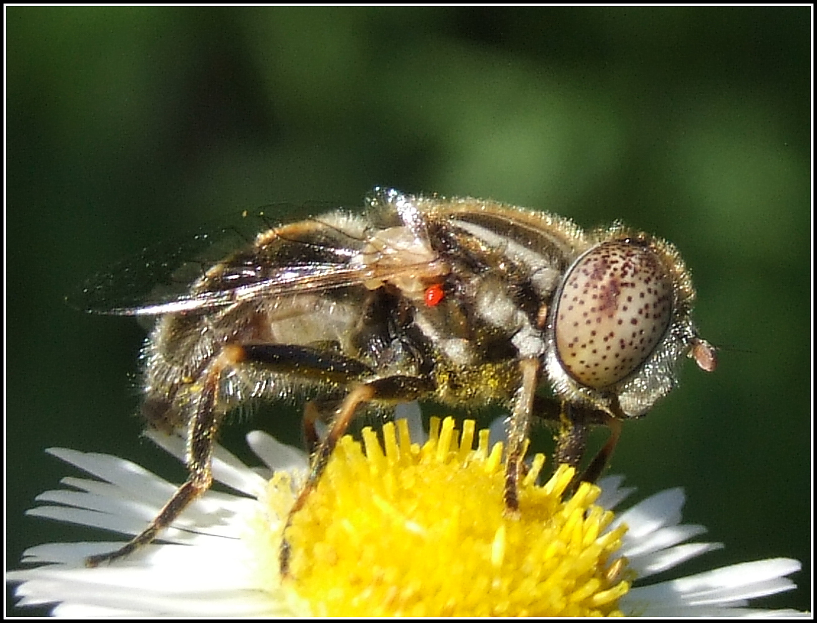 "Aristianus aeneus" female?