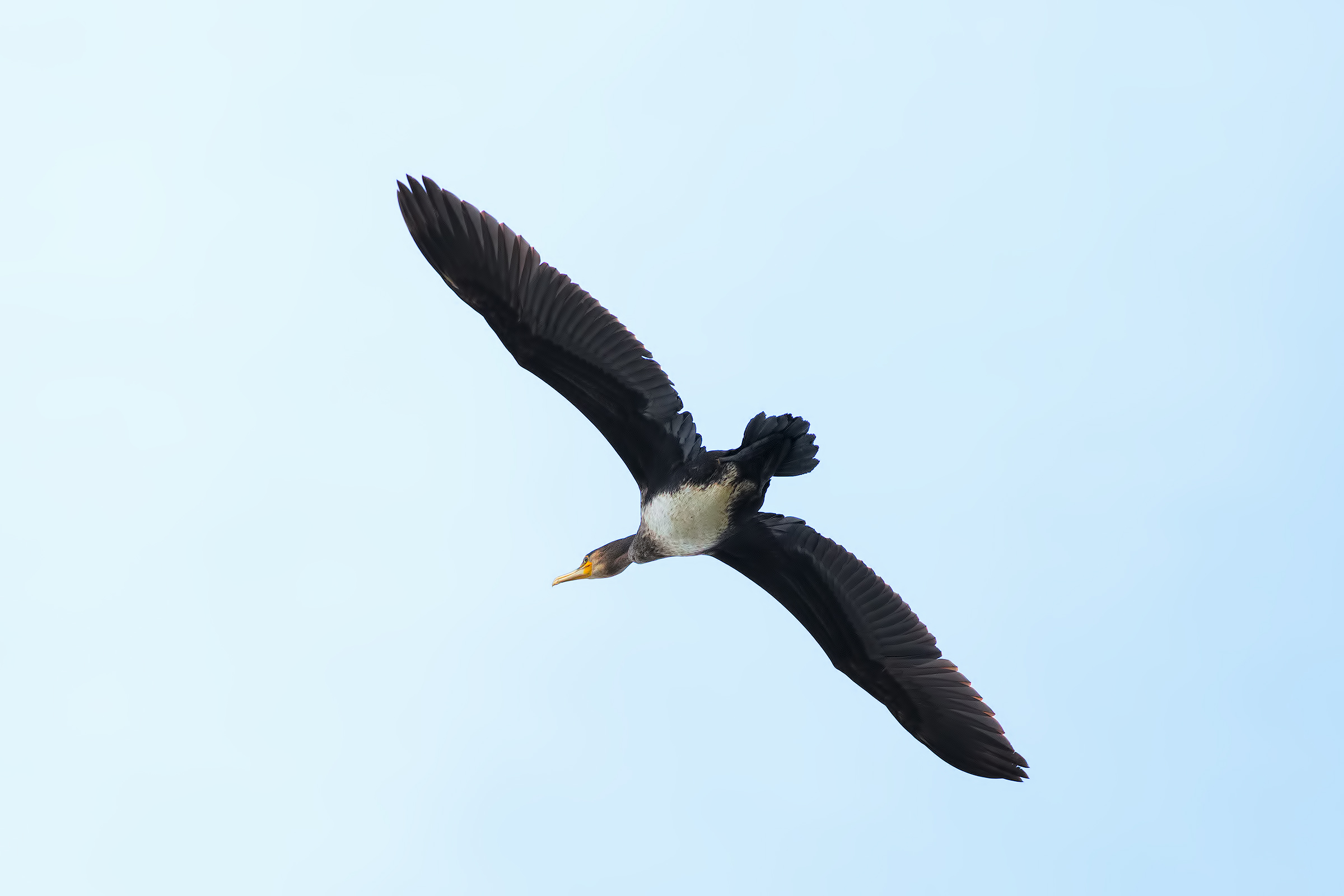 In flight