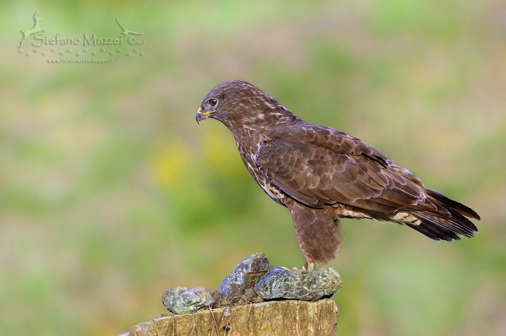 Poiana's profile ...