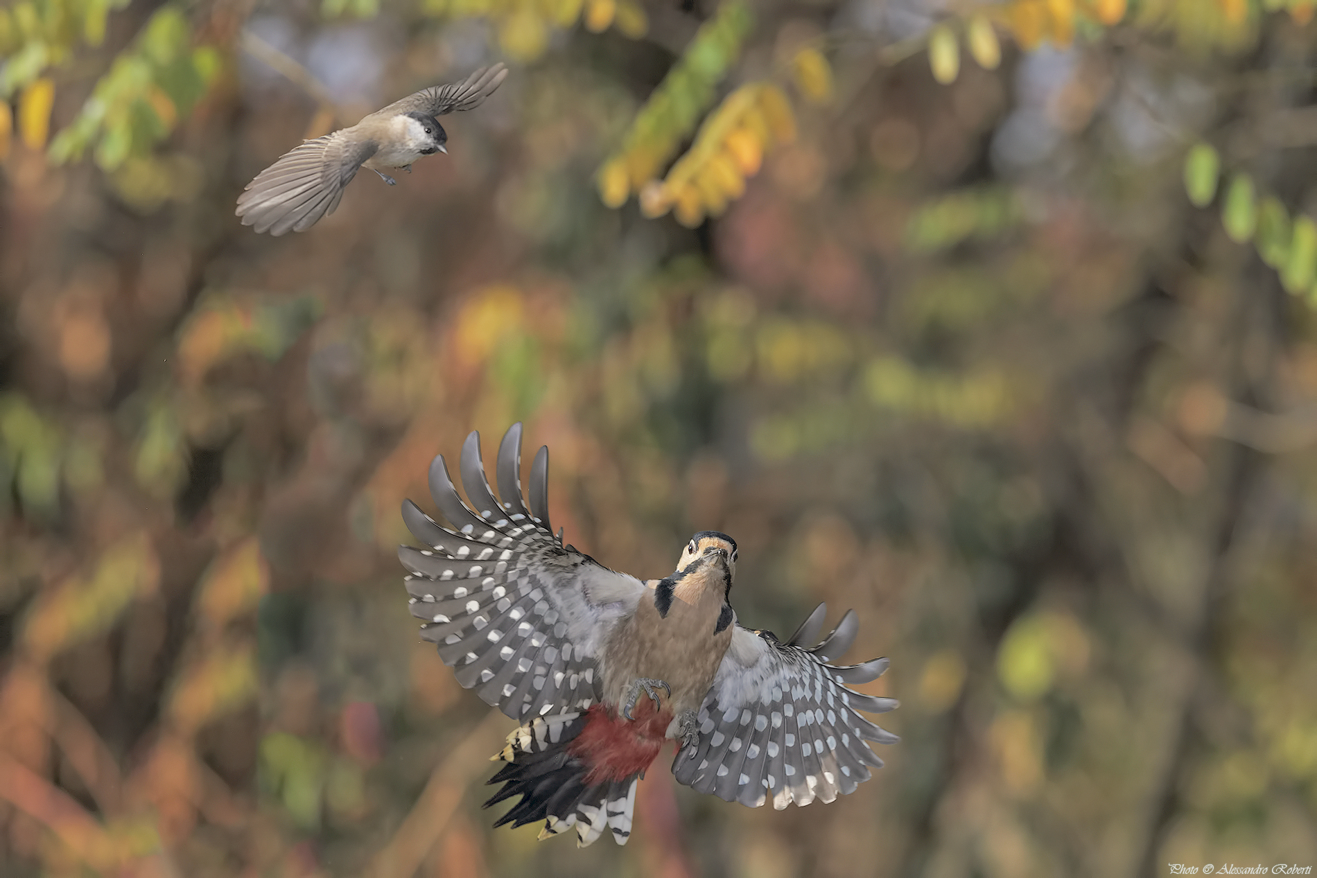 Chi arriva prima!!!!!