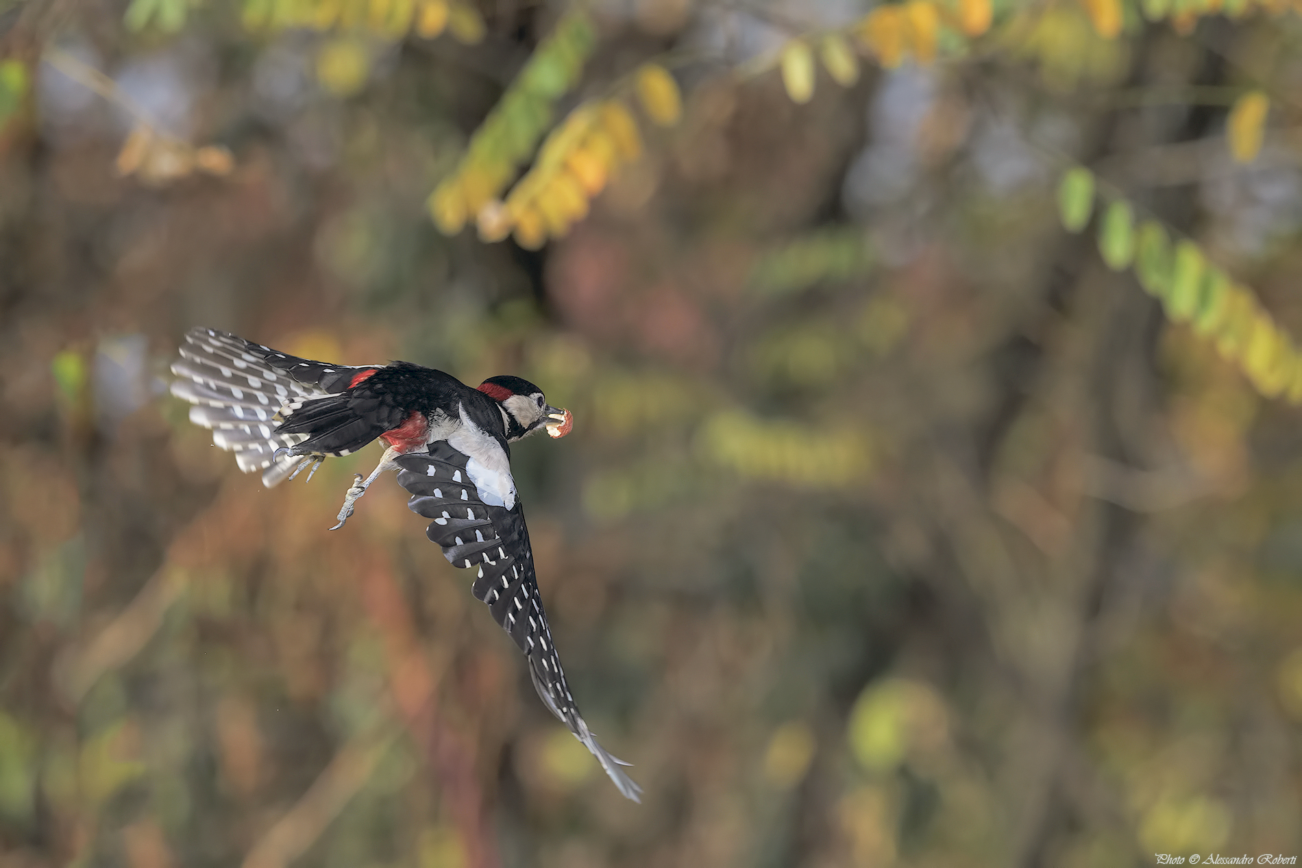 Fuga per la vittoria......
