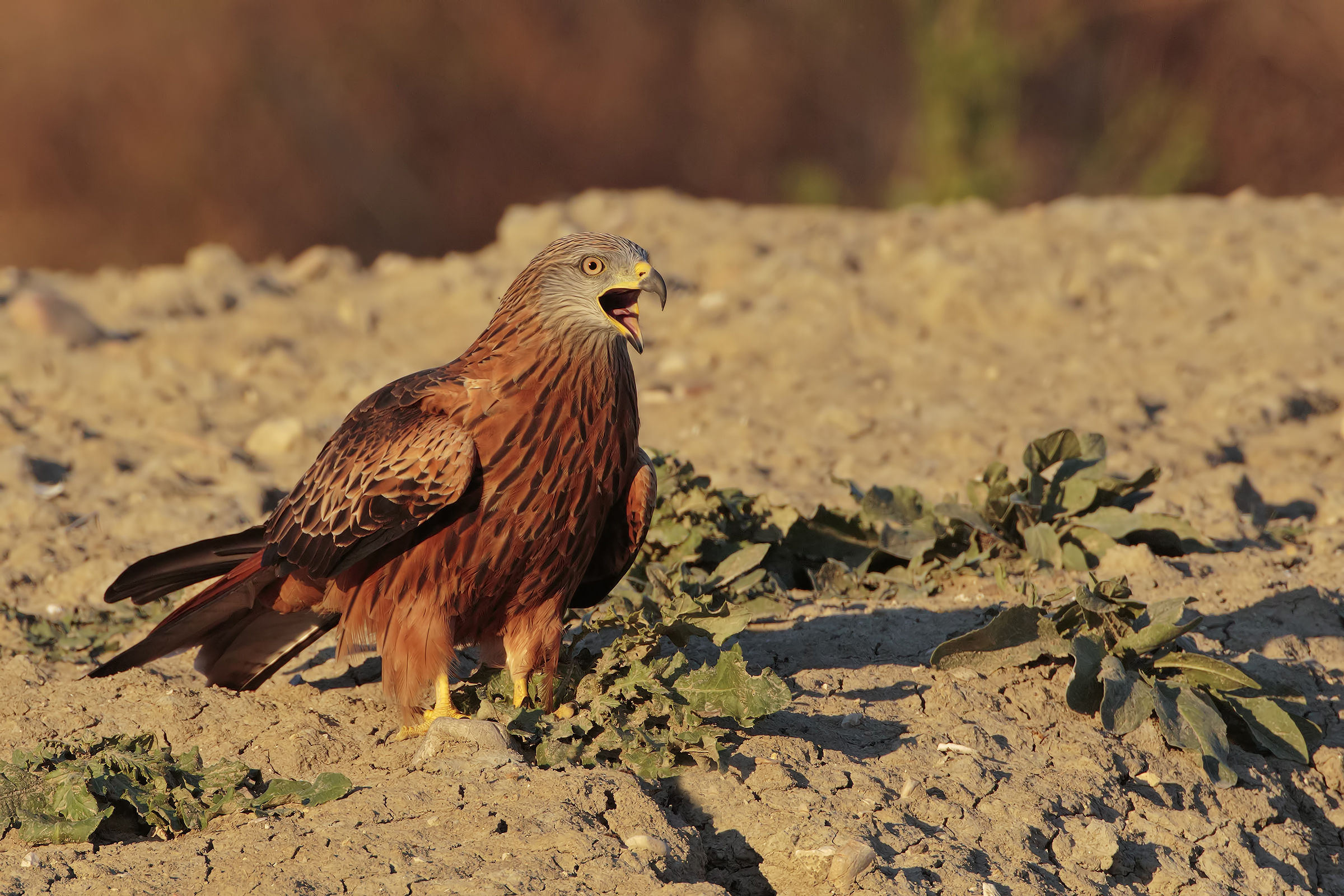 Nibbio reale.......L'urlo al tramonto