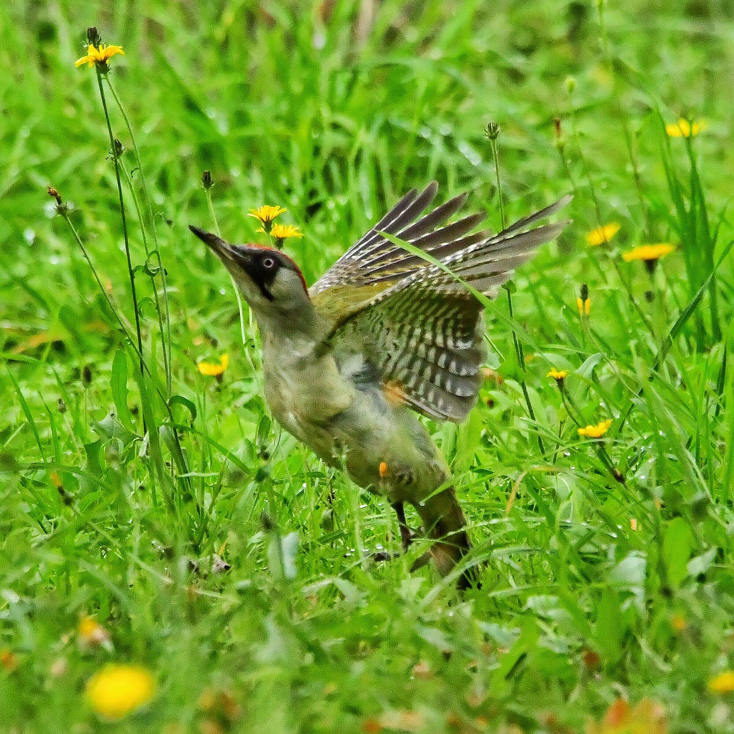 Green woodpecker