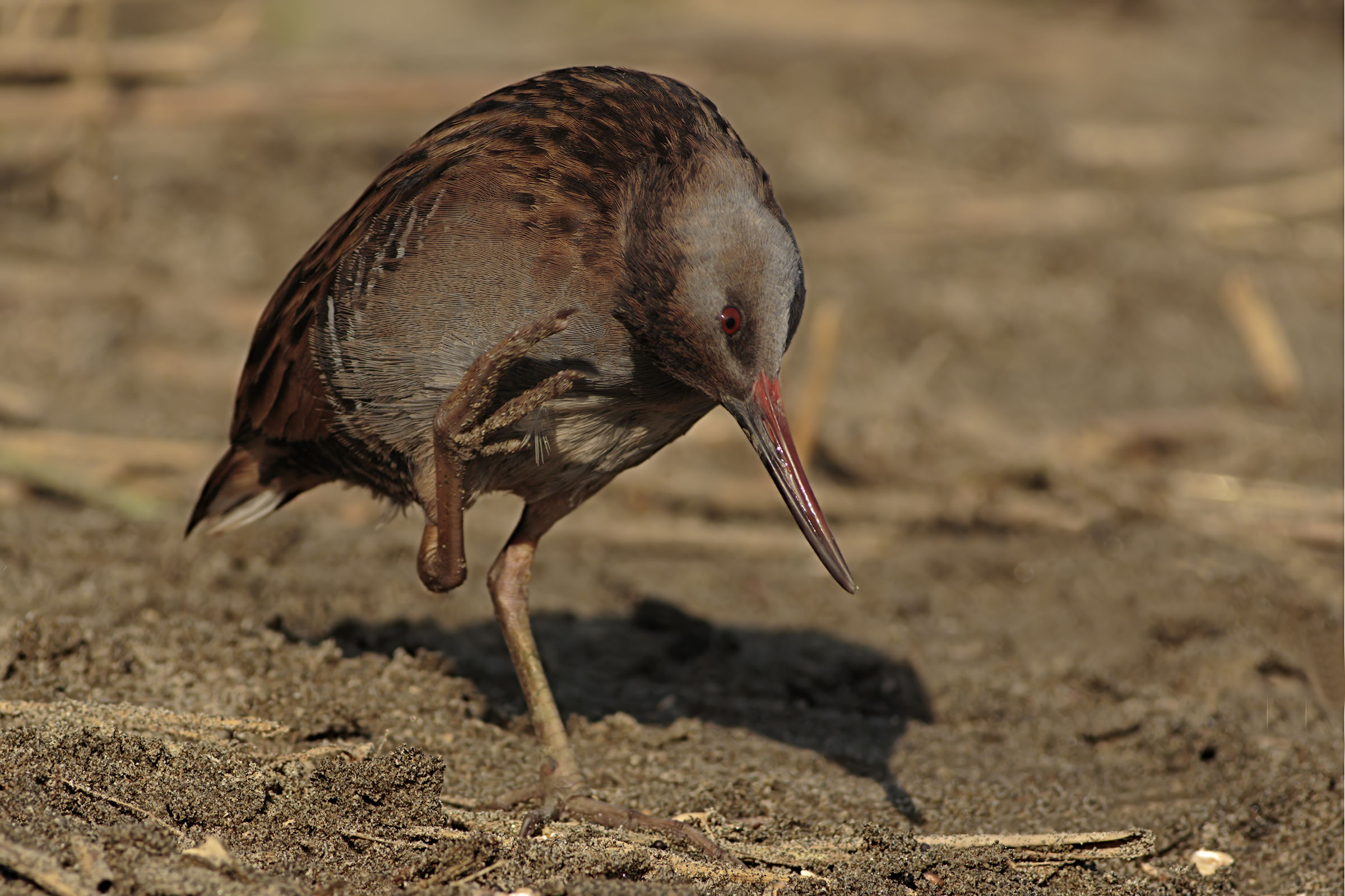 Water Rail