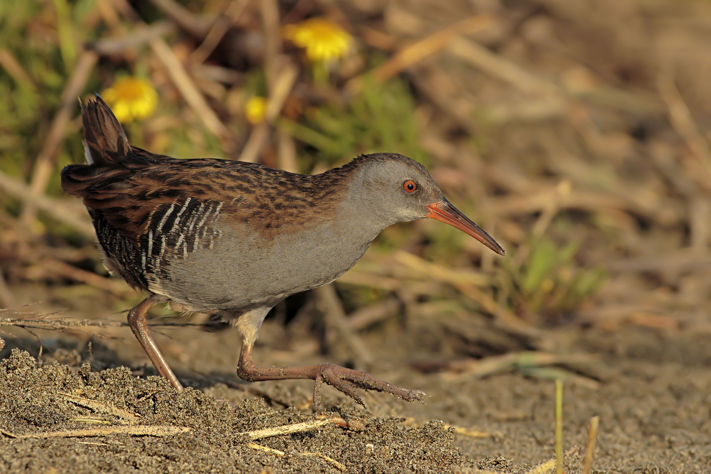 Water Rail