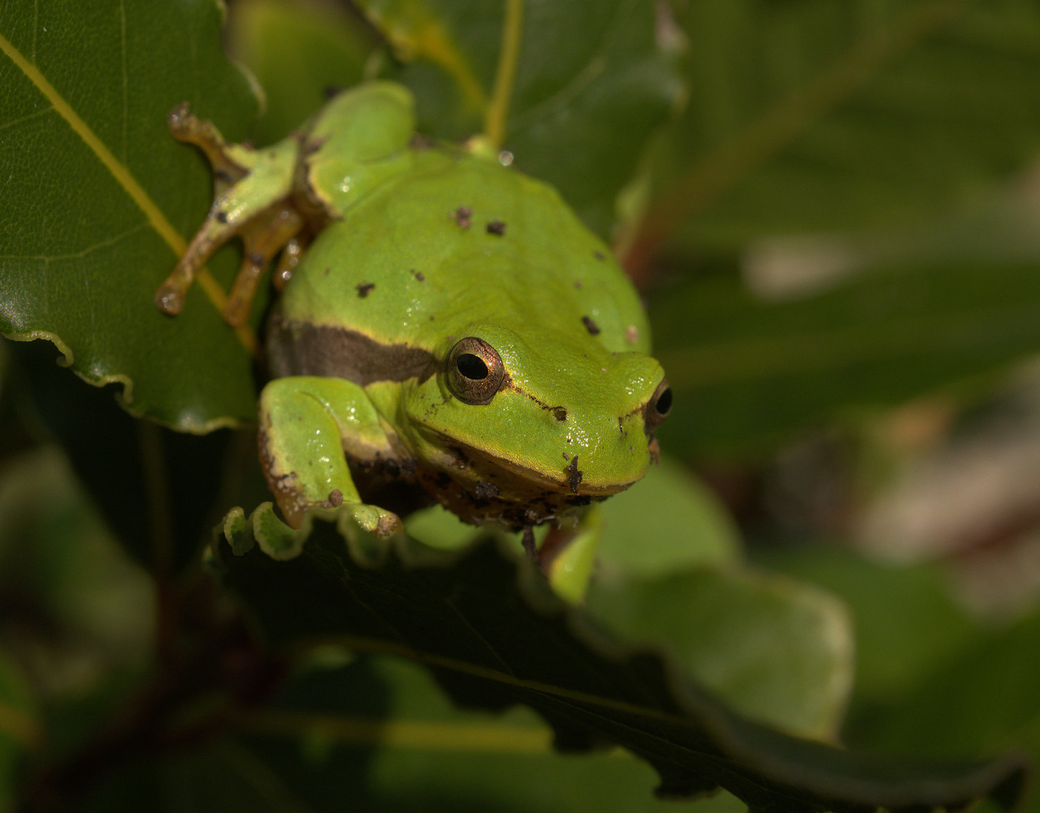Tree Frog