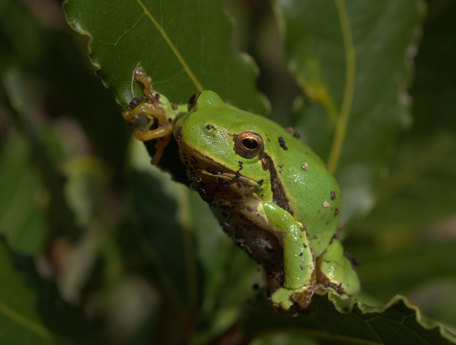 Tree Frog