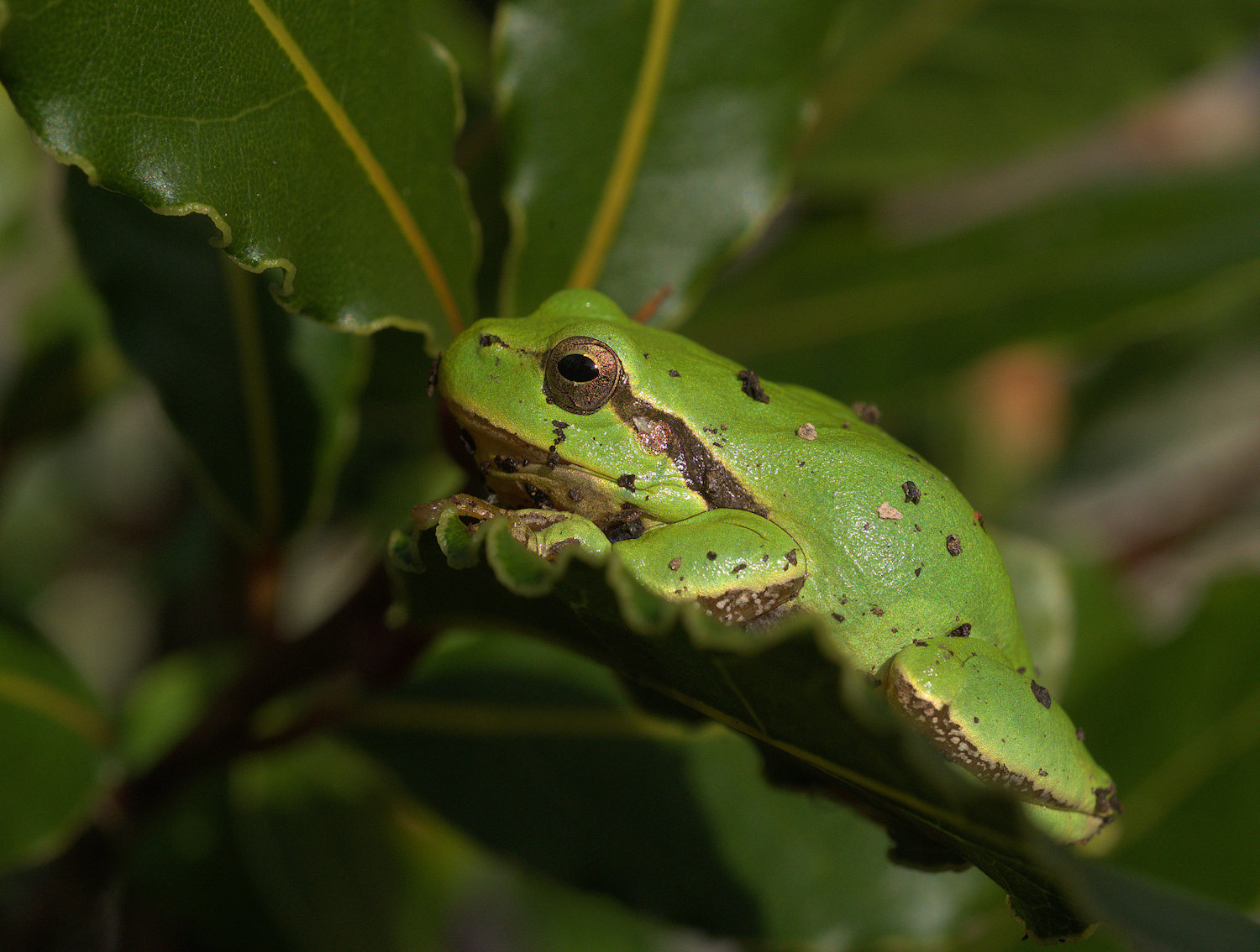 Tree Frog