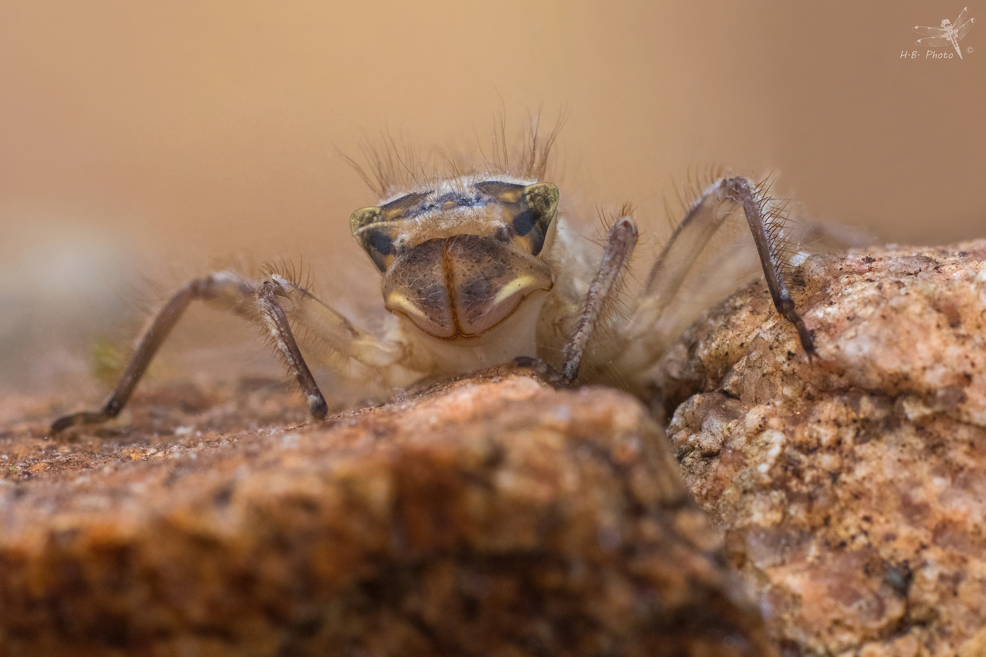 Libellula quadrimaculata, larva