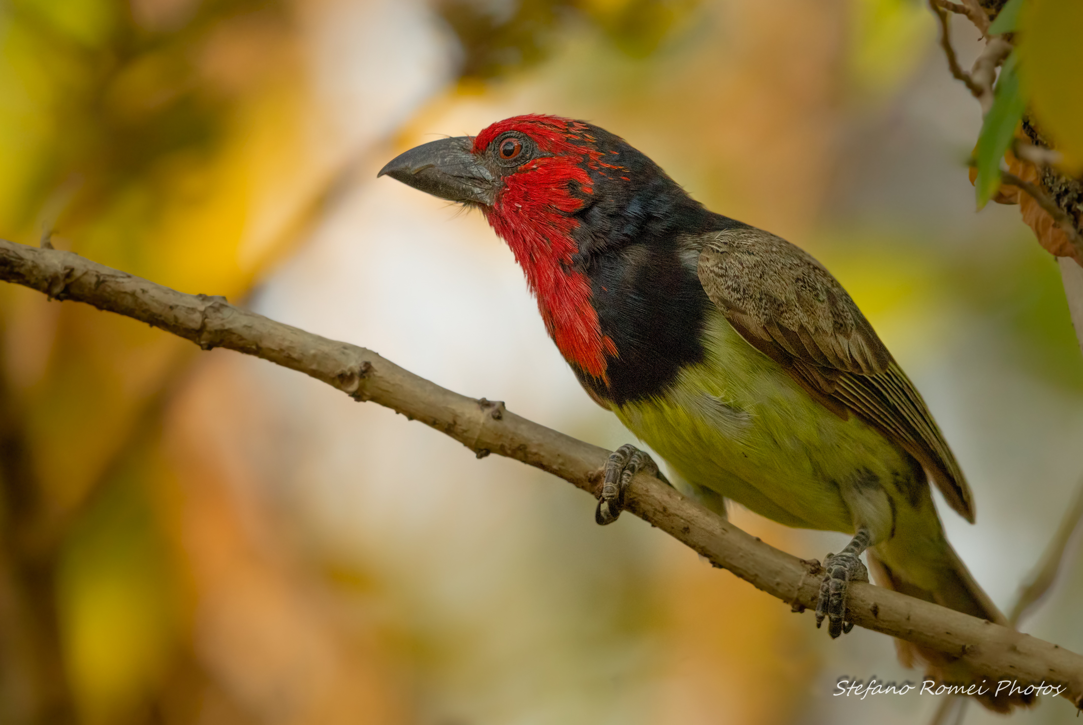 barbet