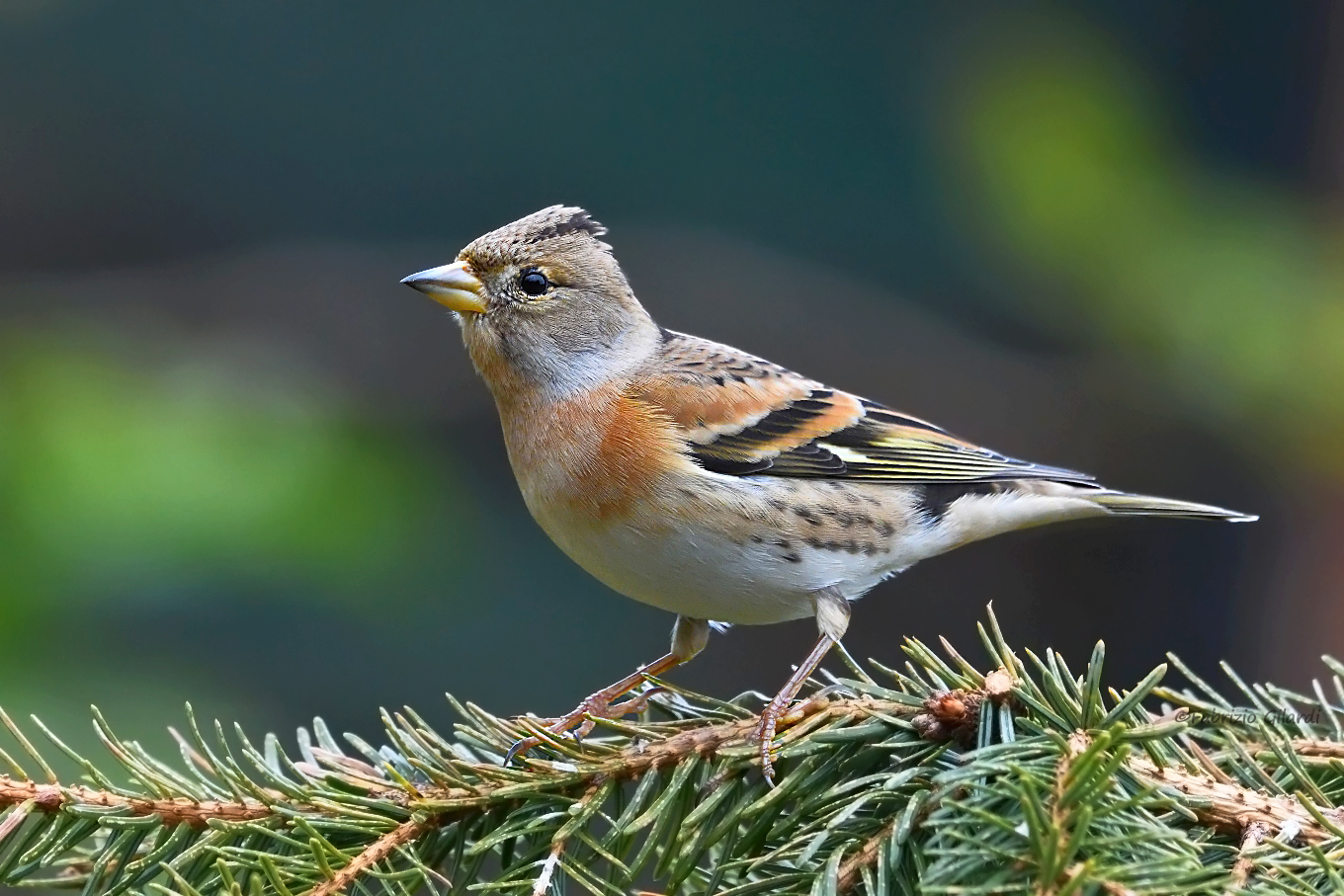 Pepple (Fringilla montifringilla)