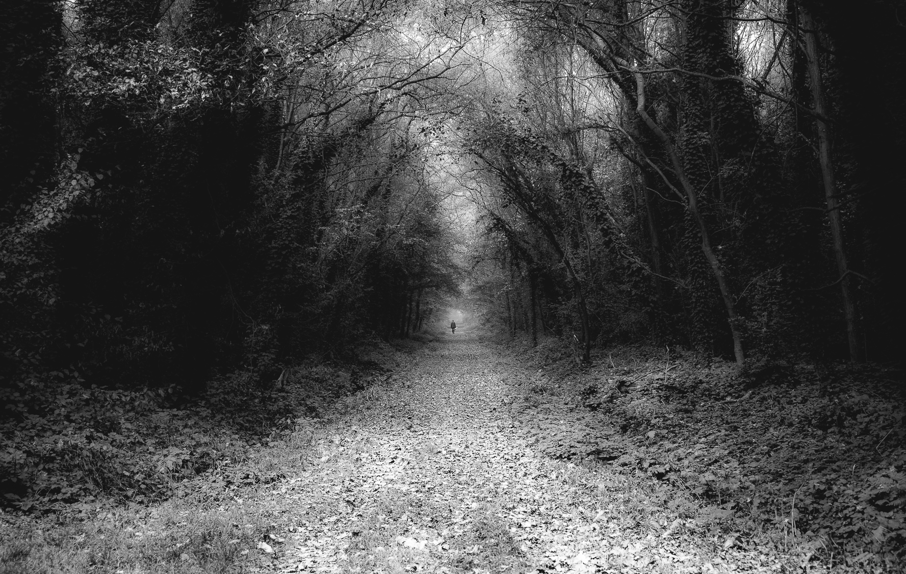 Inghiottito dal bosco