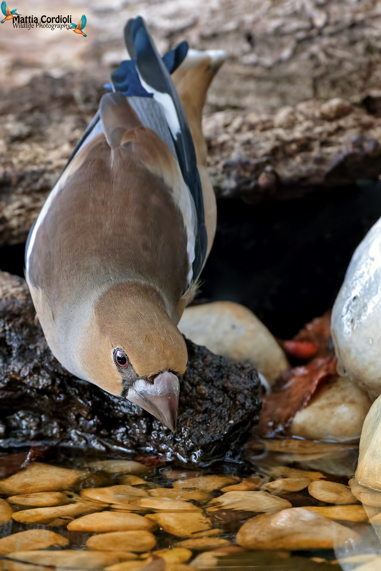 Frosone at the afternoon ...