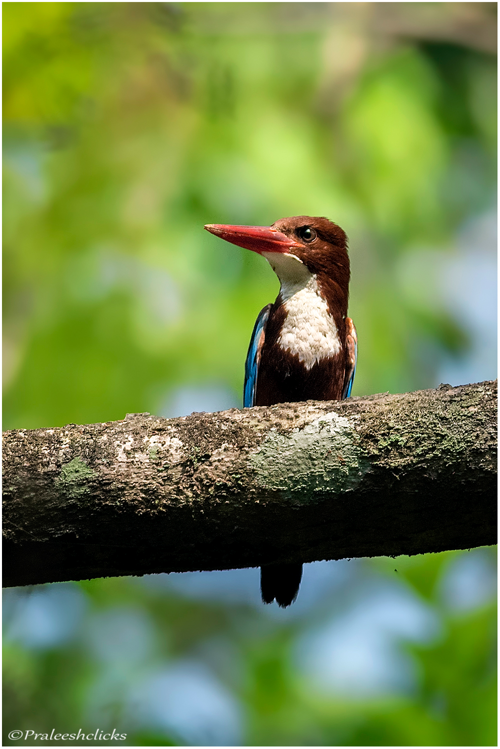 White Throated Kingfisher