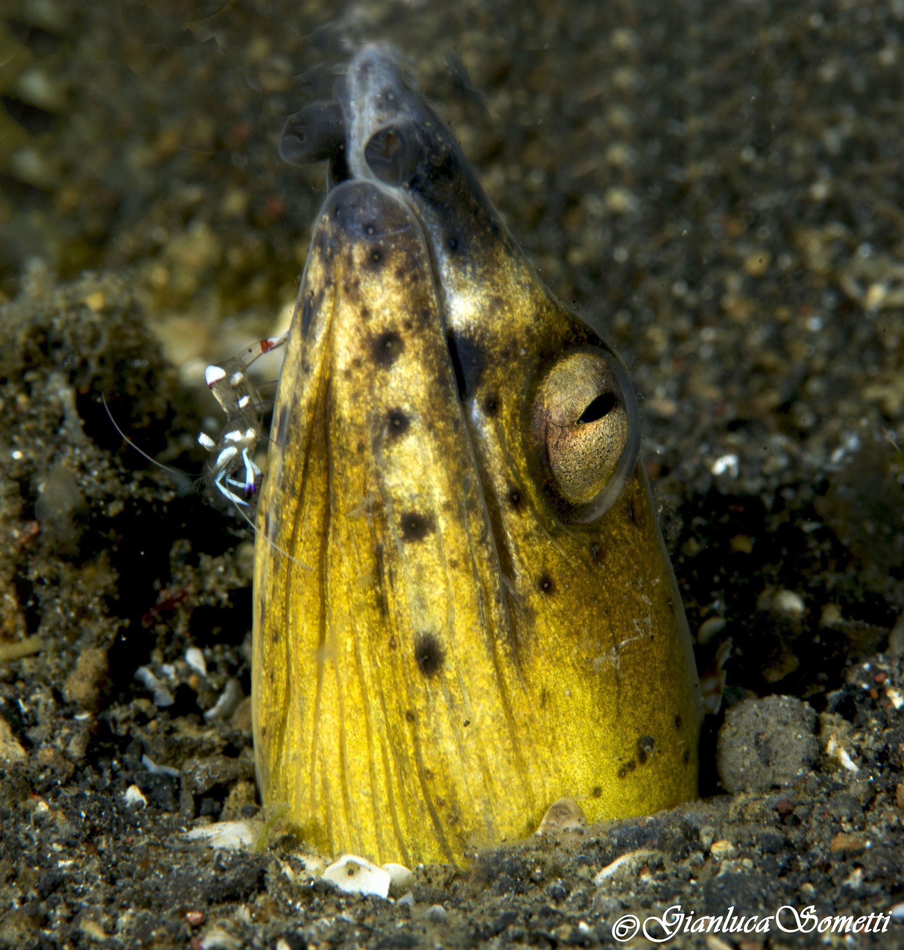 Tioman snake eel