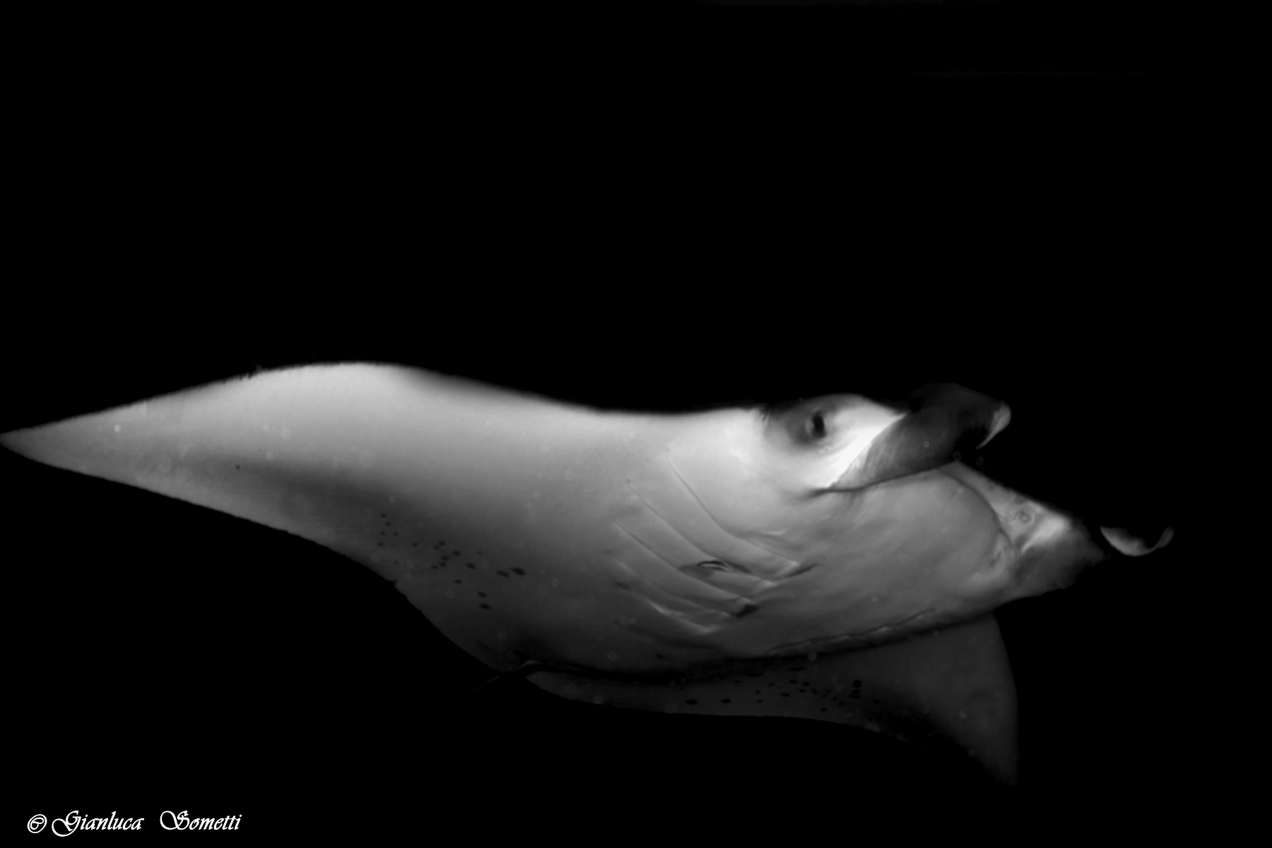 manta black and white