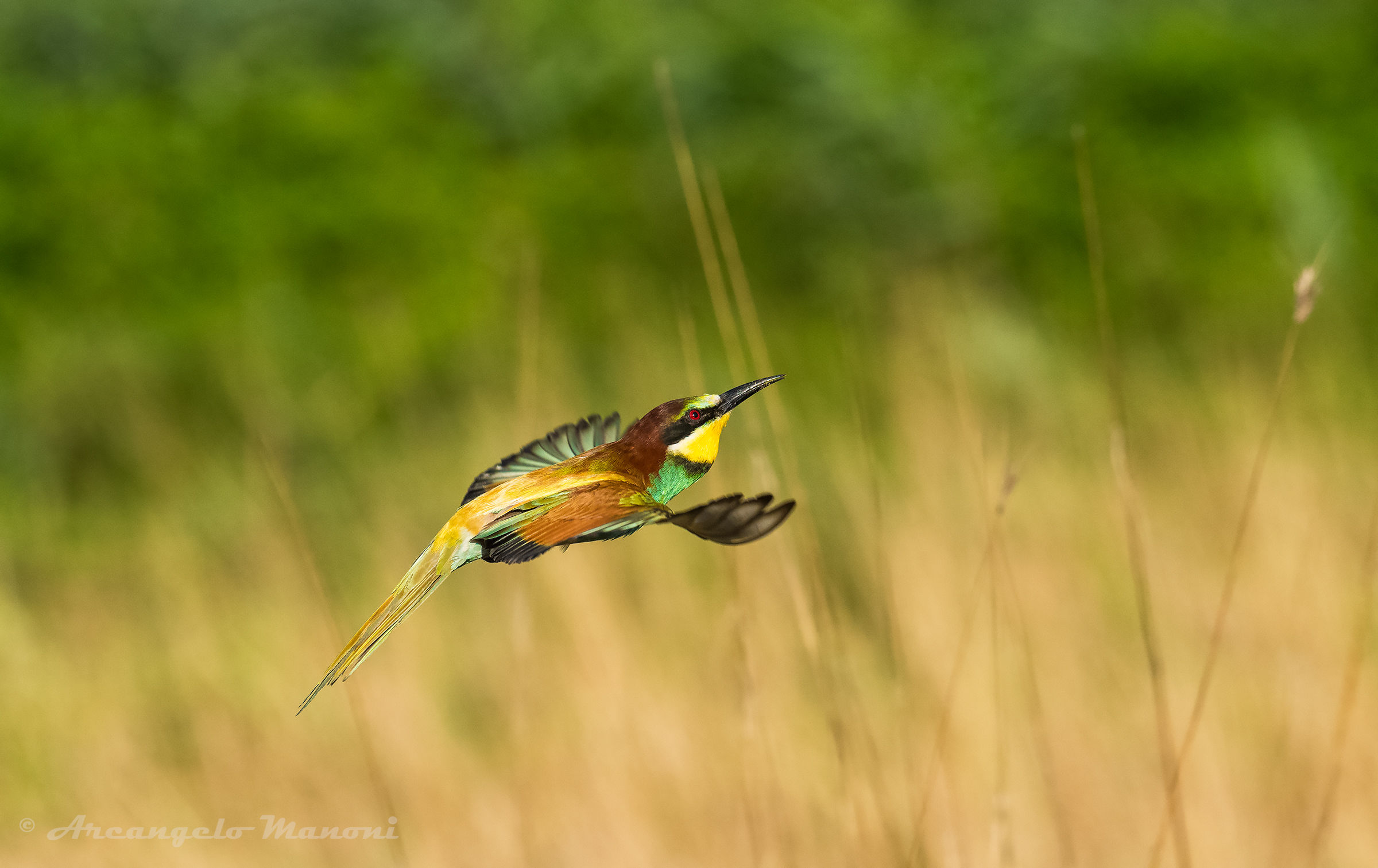 Flight to the steppe