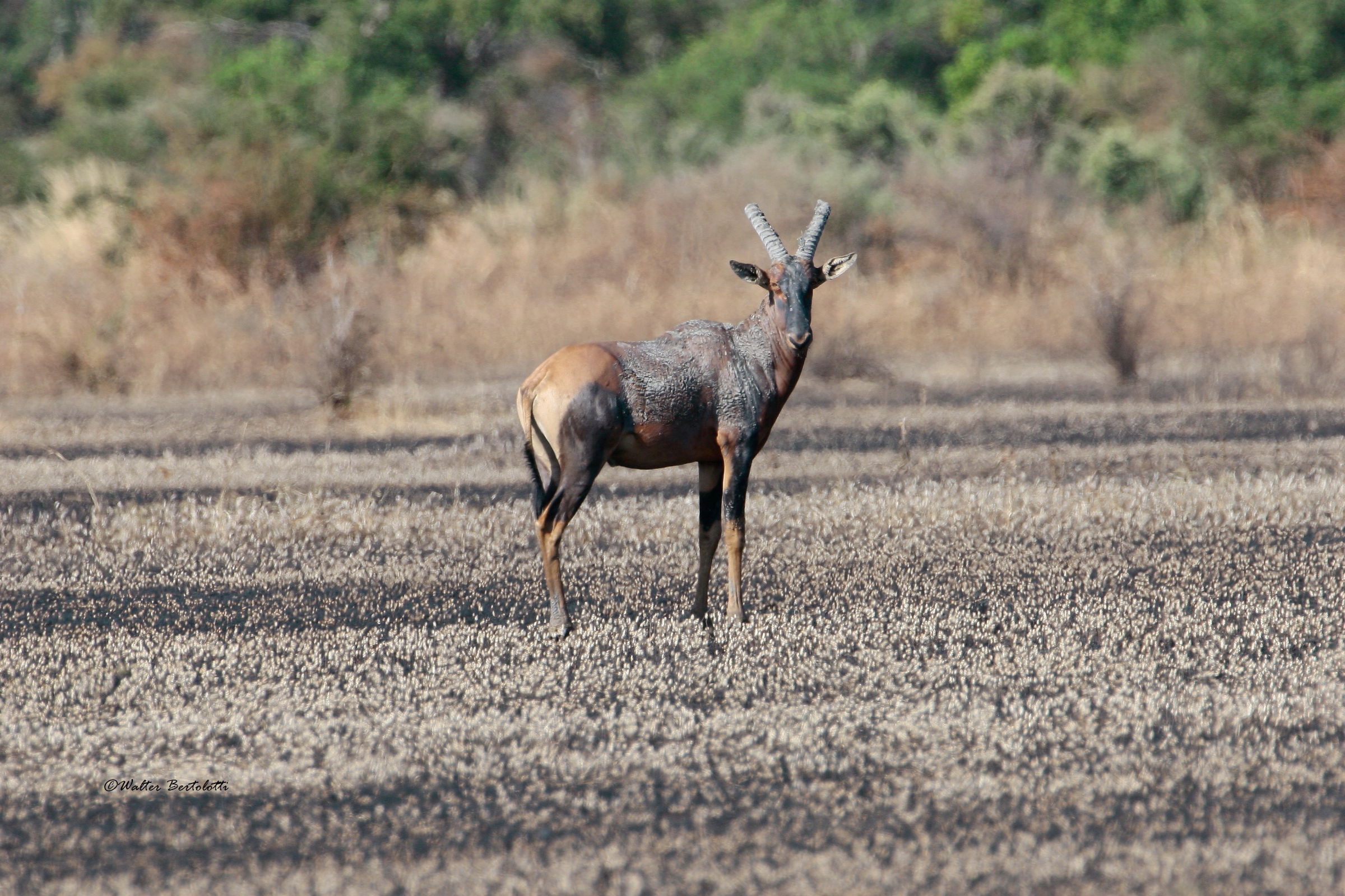 scampato all'incendio