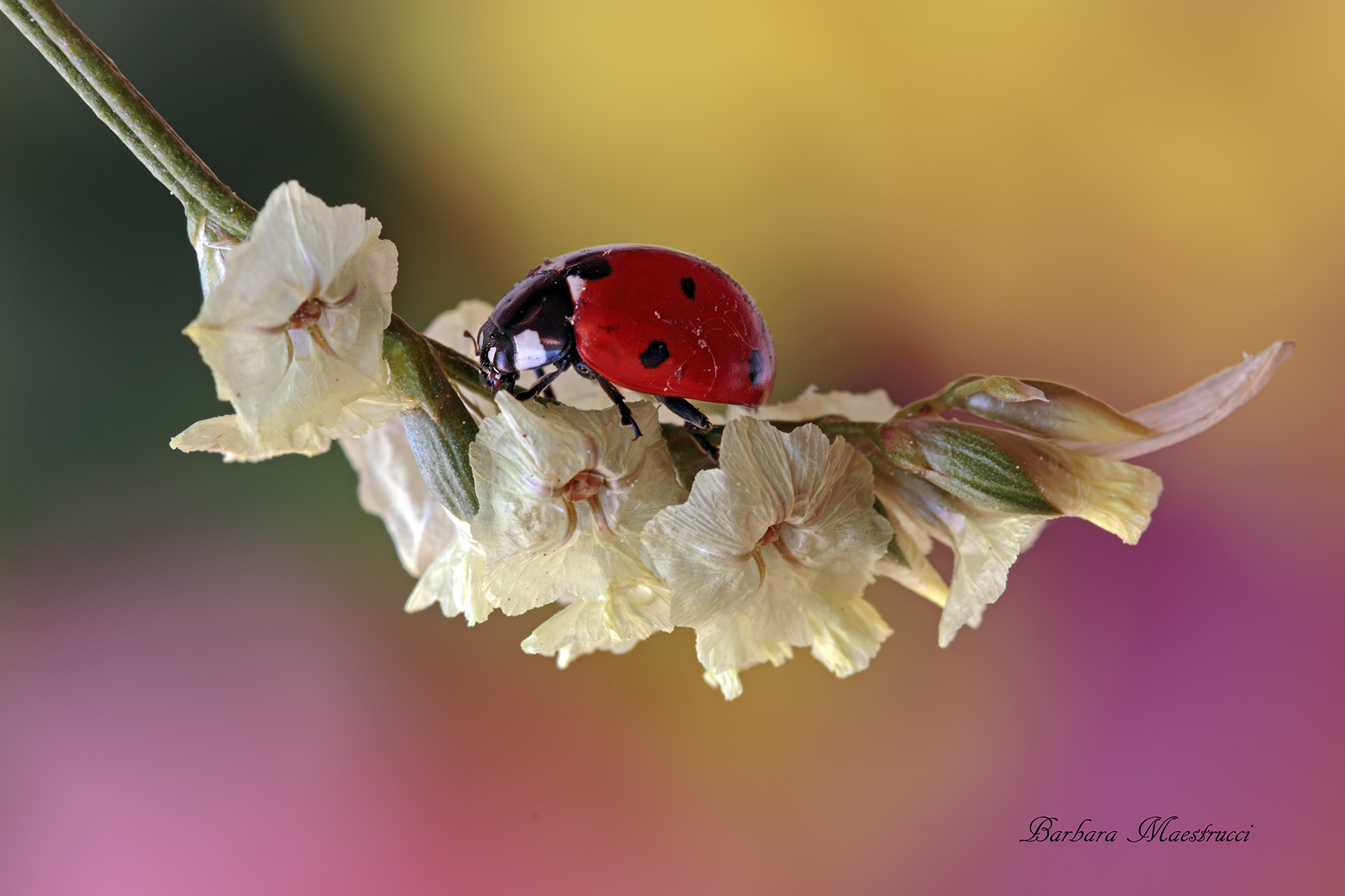 Ladybug