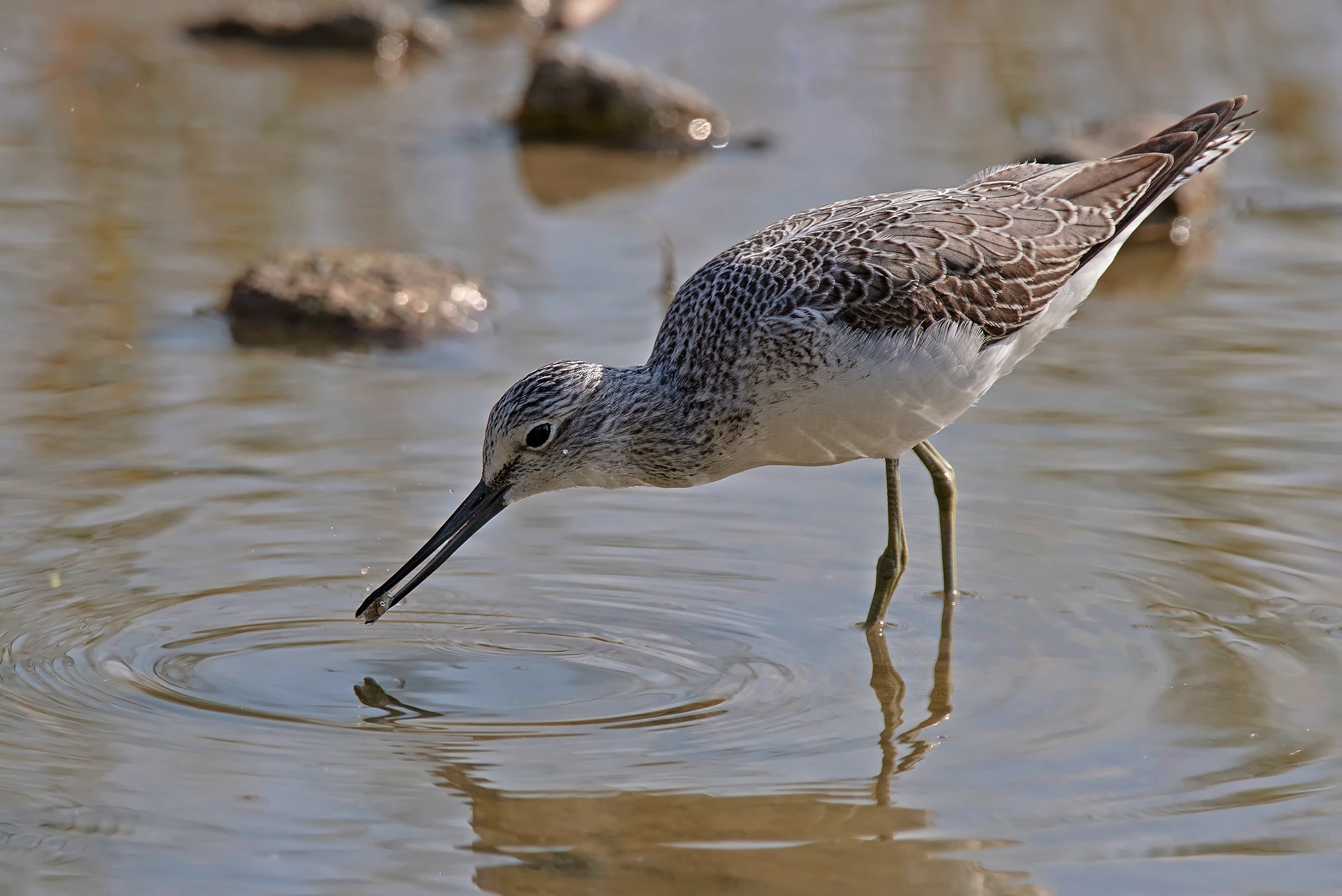 La preda della Pantana
