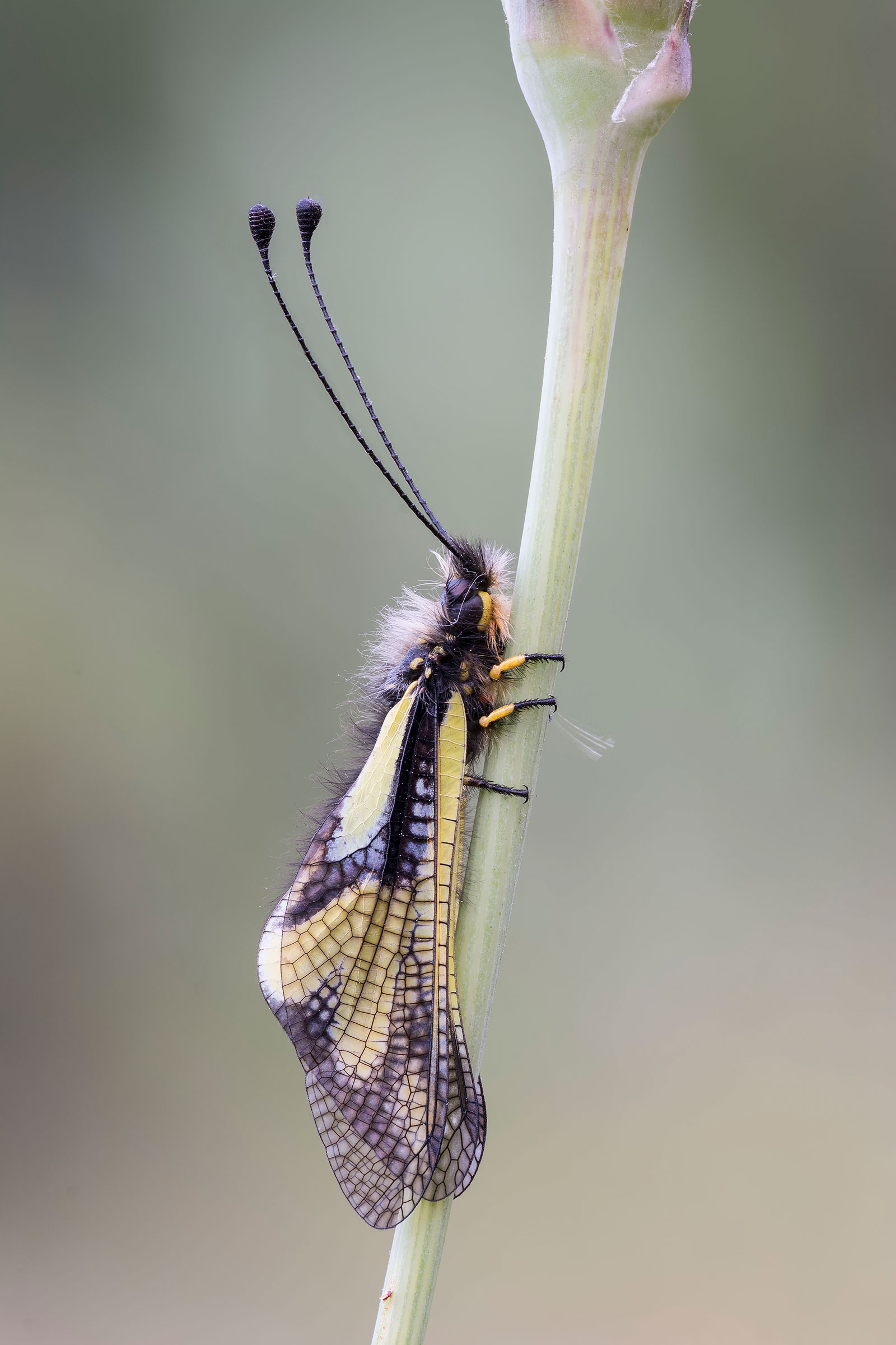 Libelloides coccaius