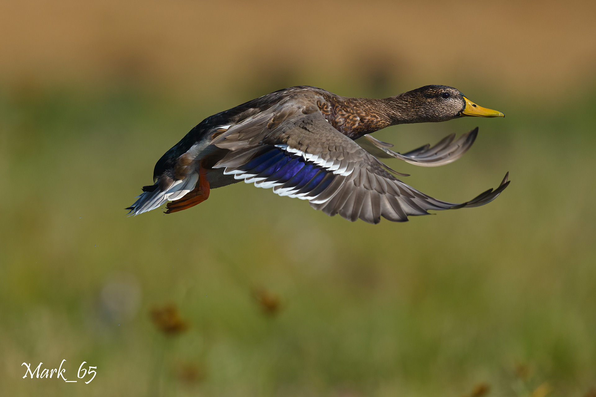 Mallard