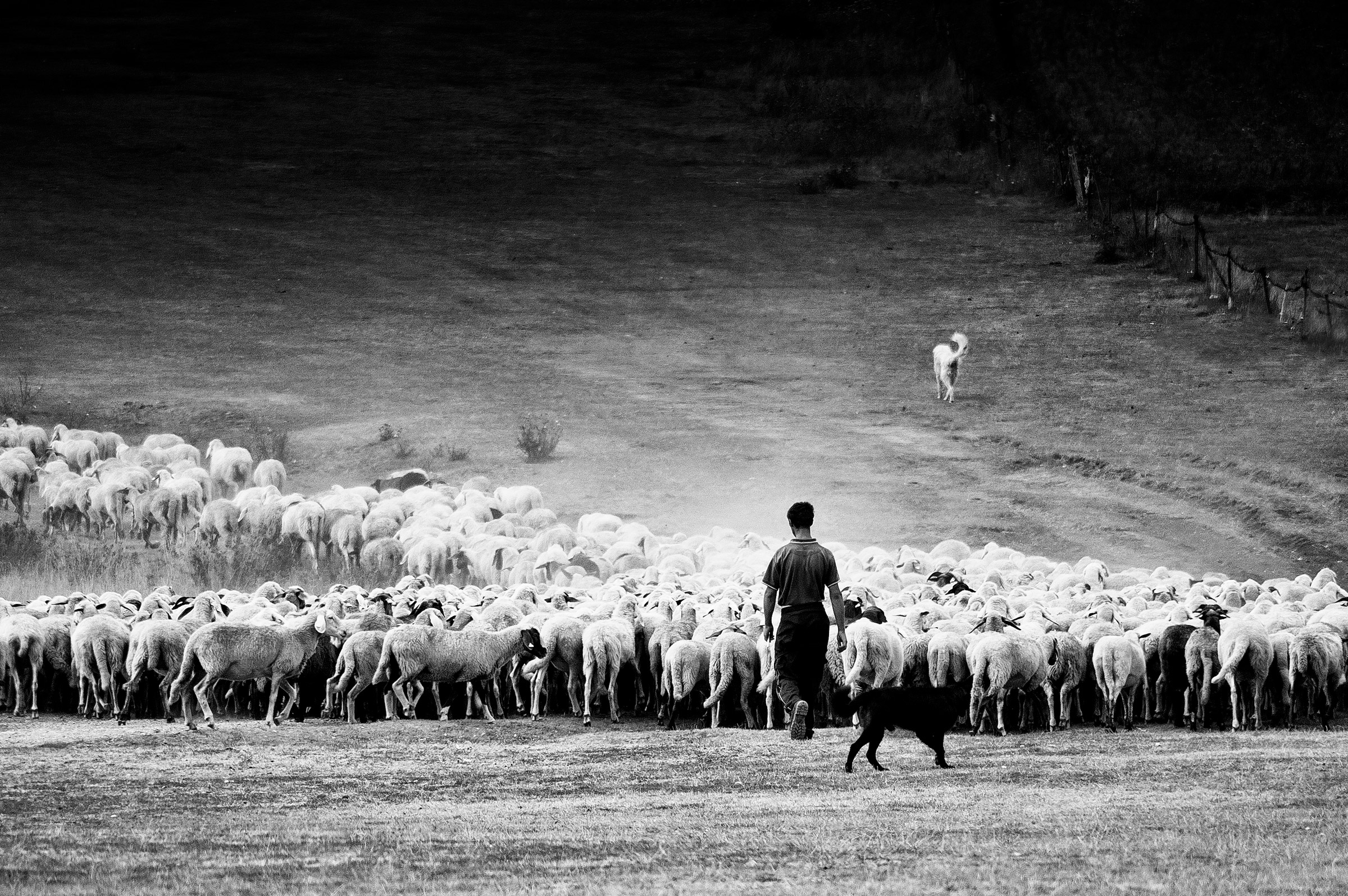 Shepherd, dogs, and her flock